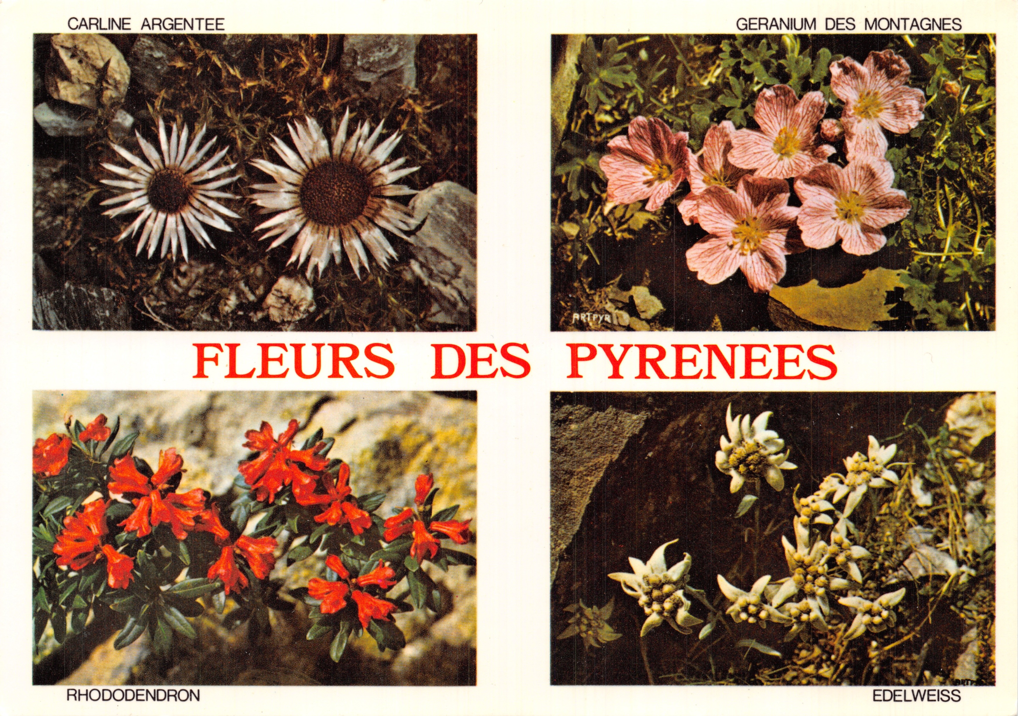Blüten der Pyrenäen — Silberklette, Berg-Geranie, Rhododendron, Edelweiß — Verleger ARTPYR