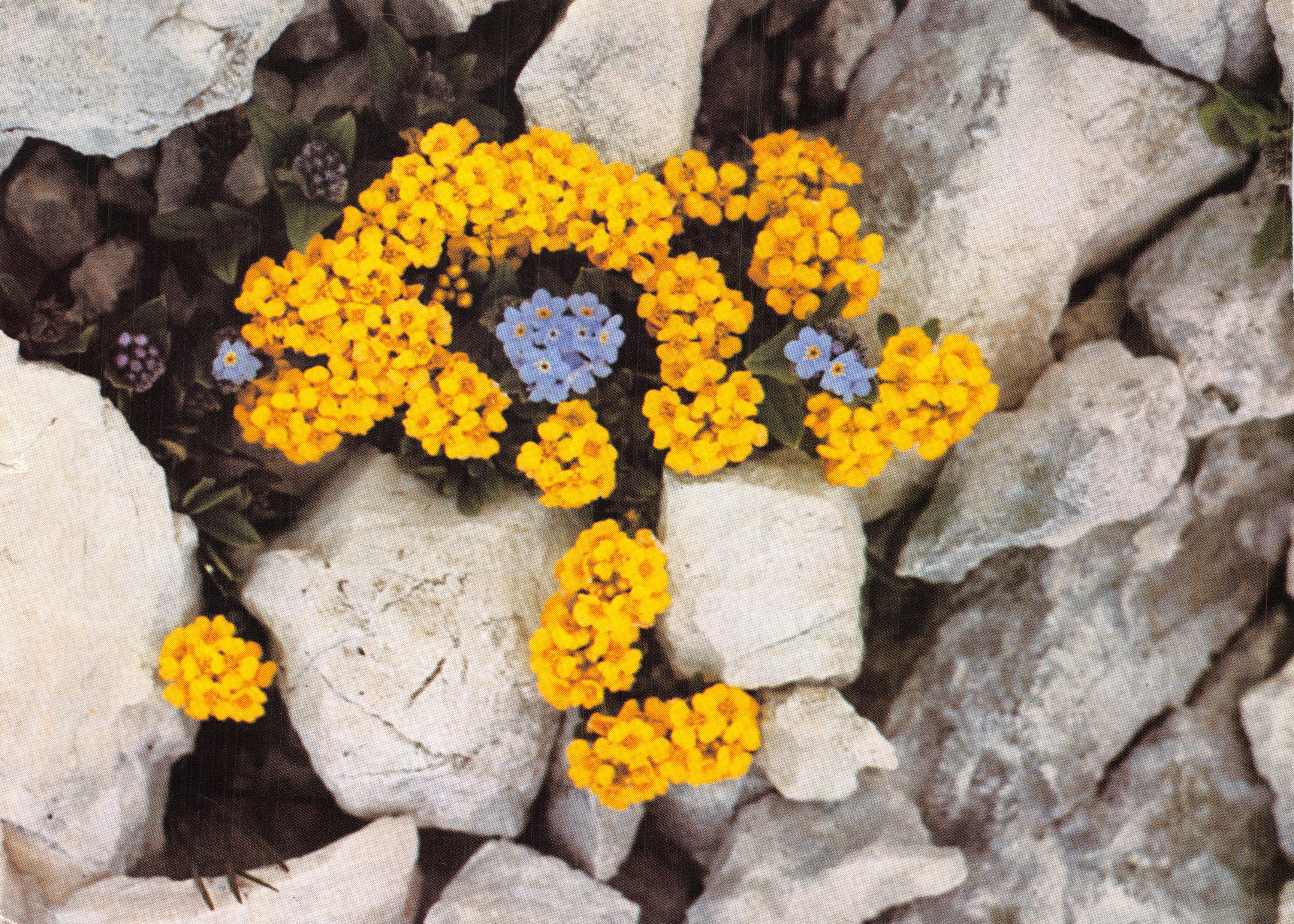 Fleurs jaunes et bleues — entre rochers — Verlag Deutsches Jugendherbergswerk, calendrier « Wanderer '81 »