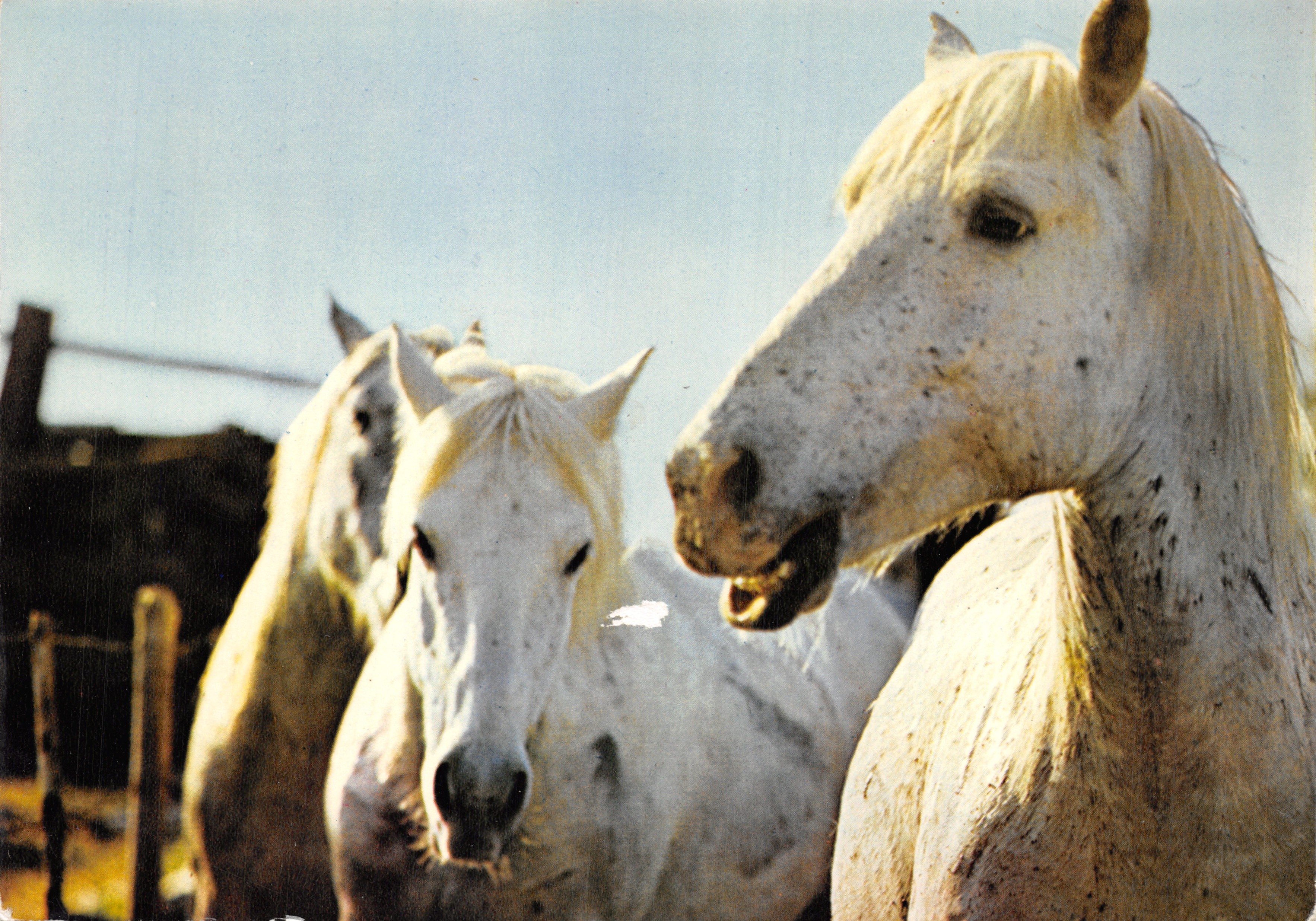 Cavalli camarguais — Scena di fattoria — Editions de France, n°138
