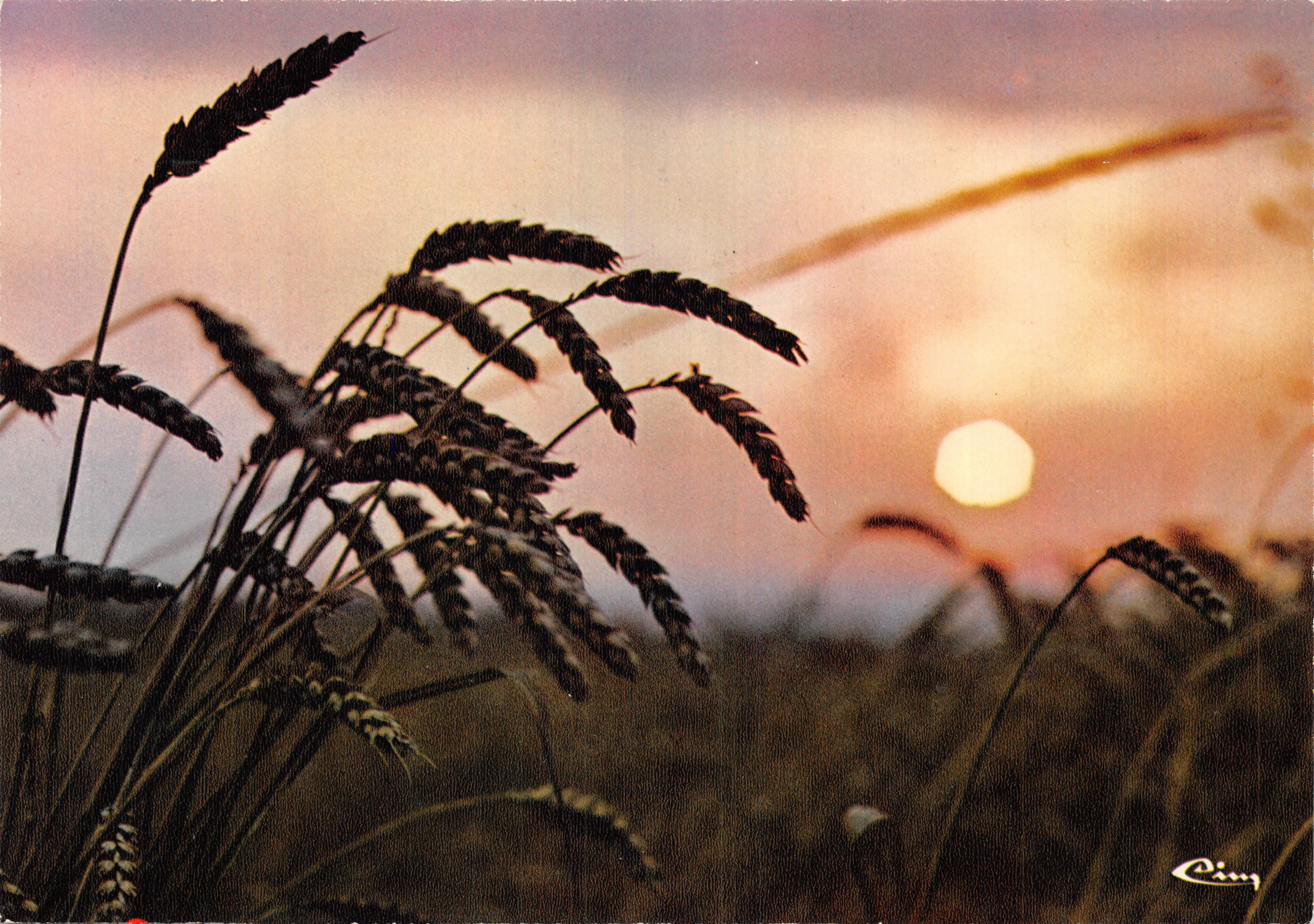 Champs de blé au coucher du soleil — éditeur 'Image de France' n° 3 BE 73 0009