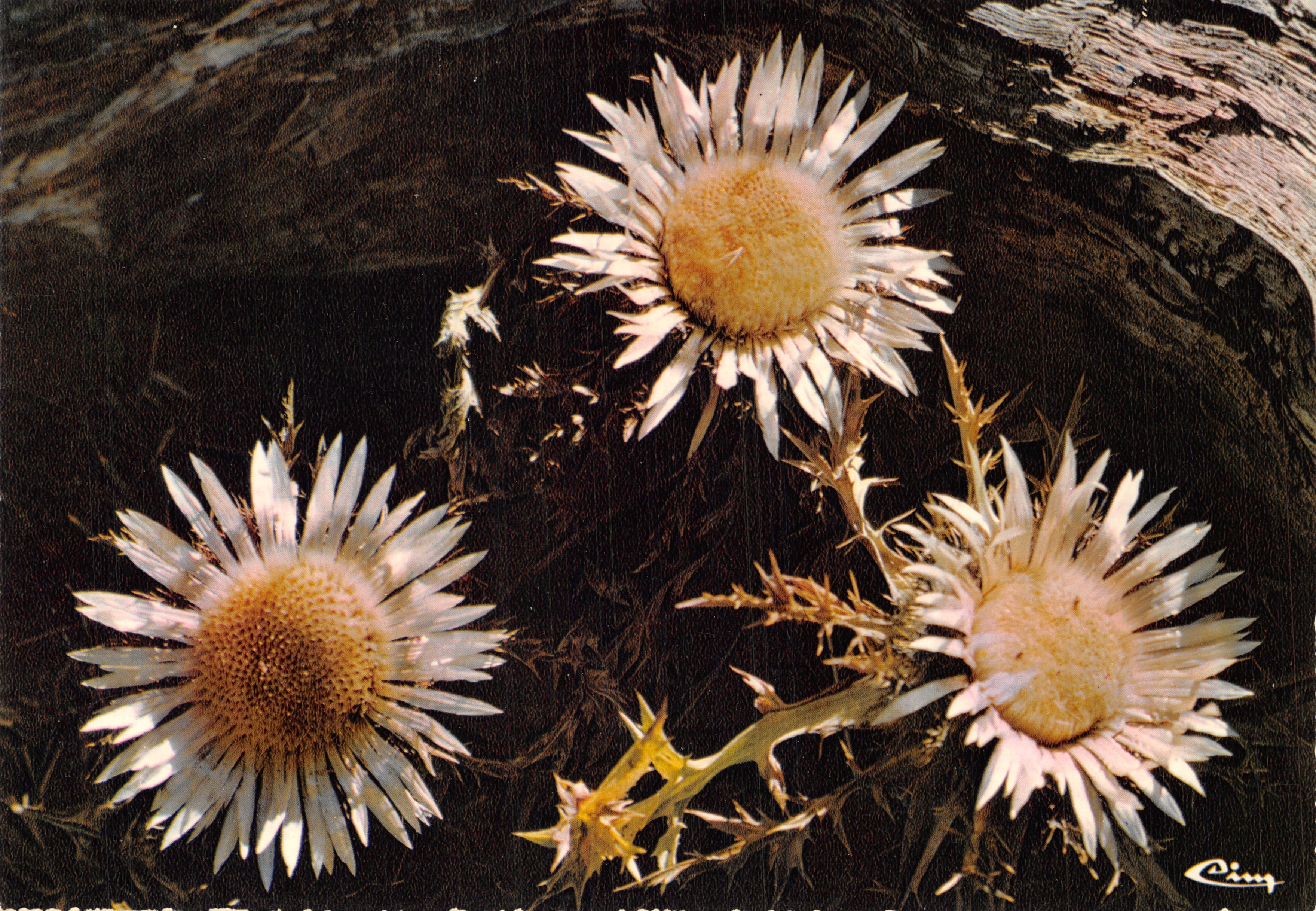 Bergblumen — Die Distel, Bergdistel — Photo Marmounier, Drucker Combier, Serie FM999 895.0035
