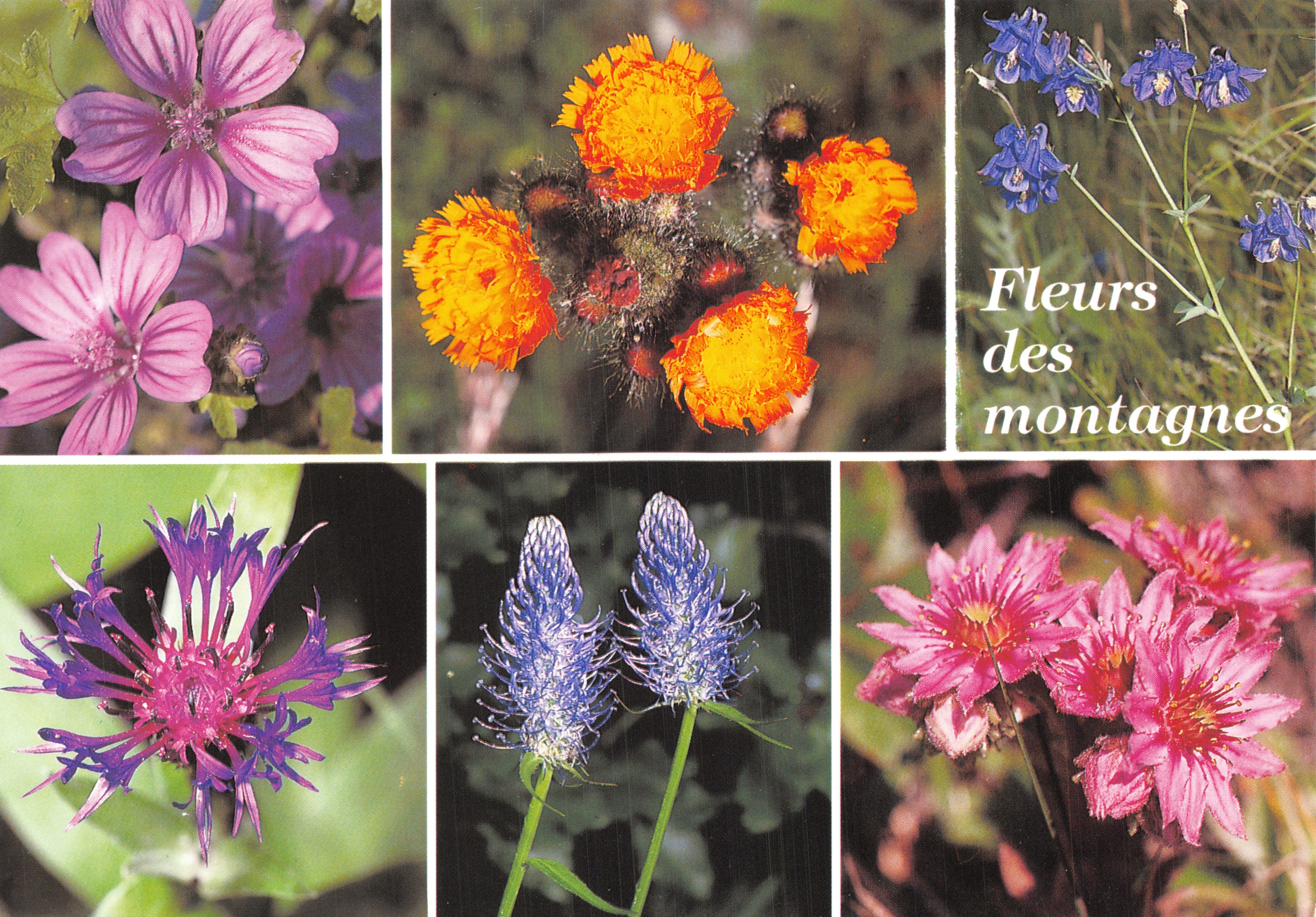 Fiori di montagna — collage di sei fiori alpini — Edizioni Beaumont