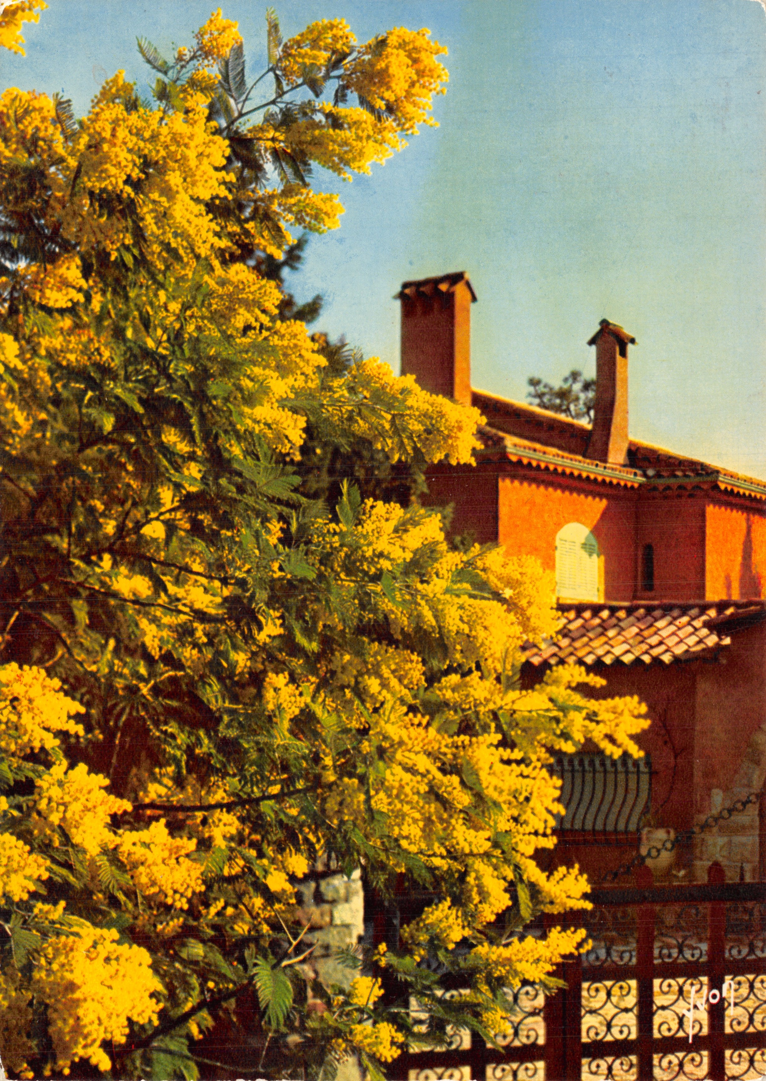 Mimosas en flor — La Costa Azul, editor E.K.B. 435