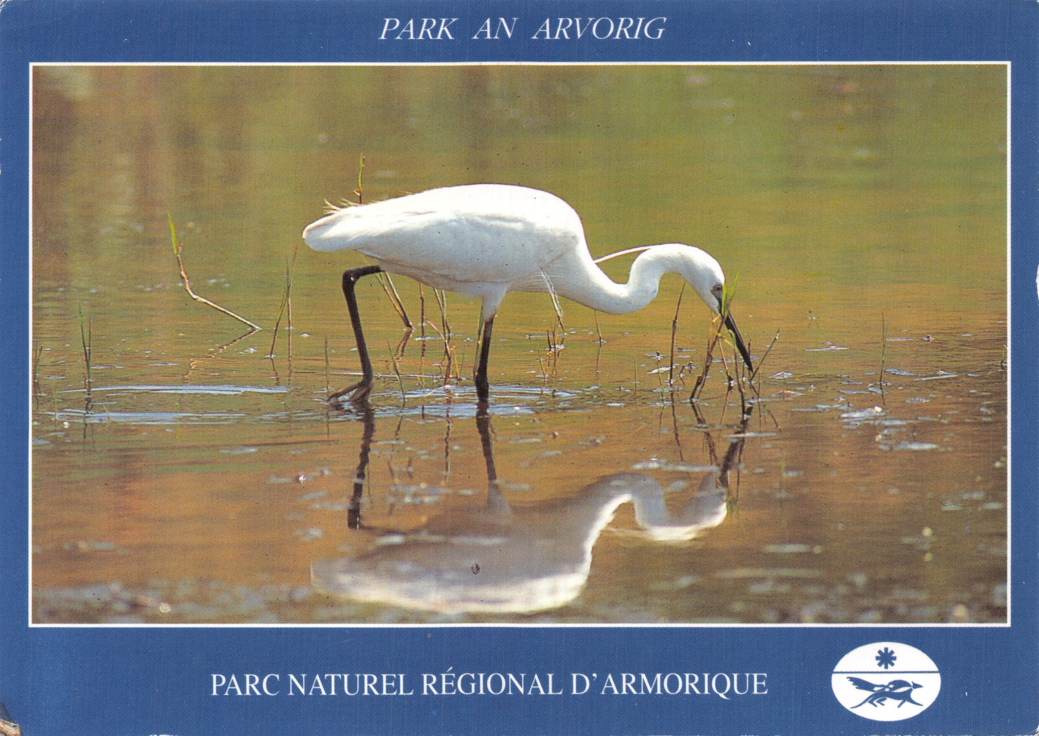 Witte heron — in de moerassen van het Regionale Natuurpark Armorique — Éditions d'Art Jos Le Doare