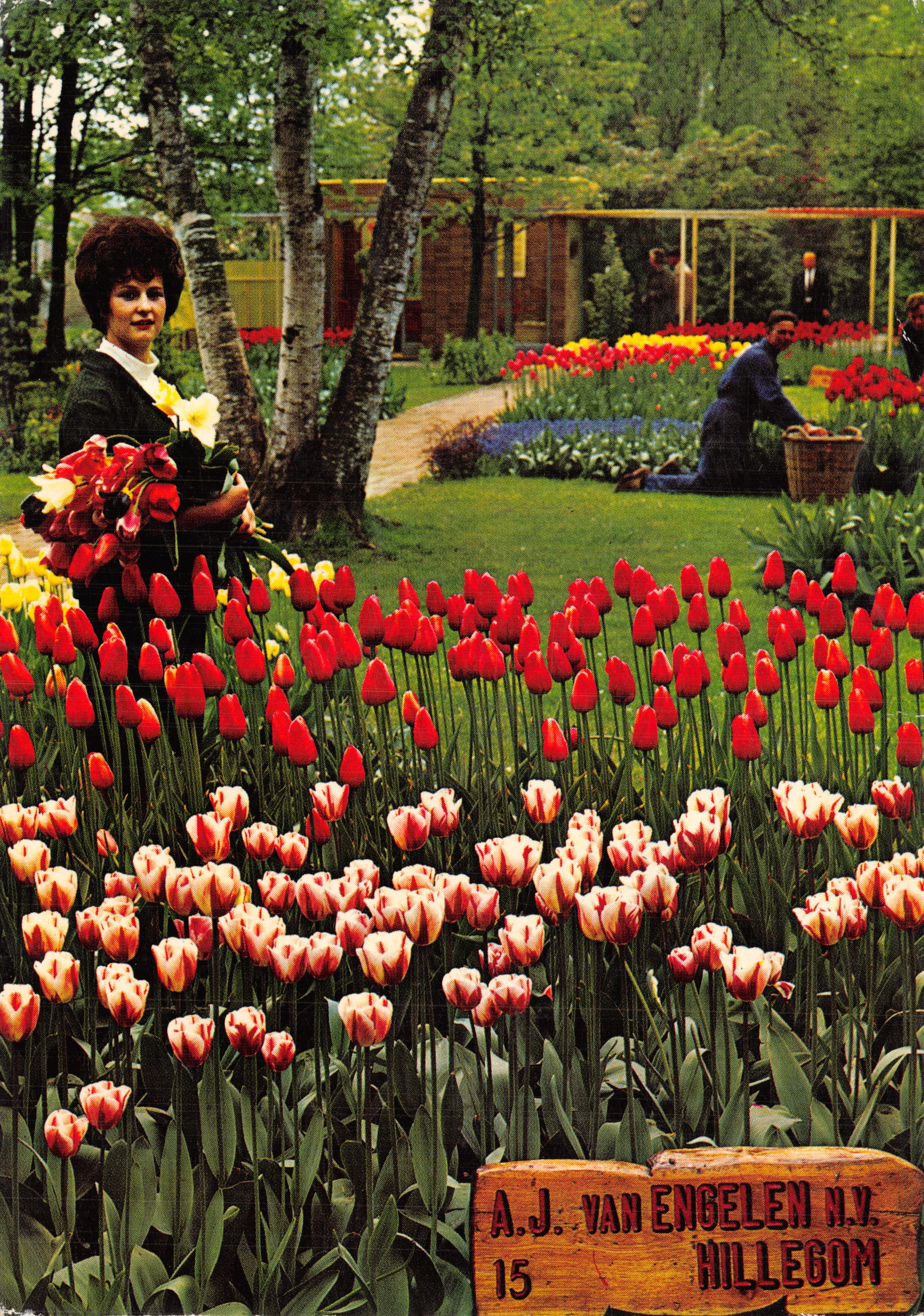 Jardín de tulipanes — A.J. VAN ENGELLEN N.V. HILLEGOM, n°15