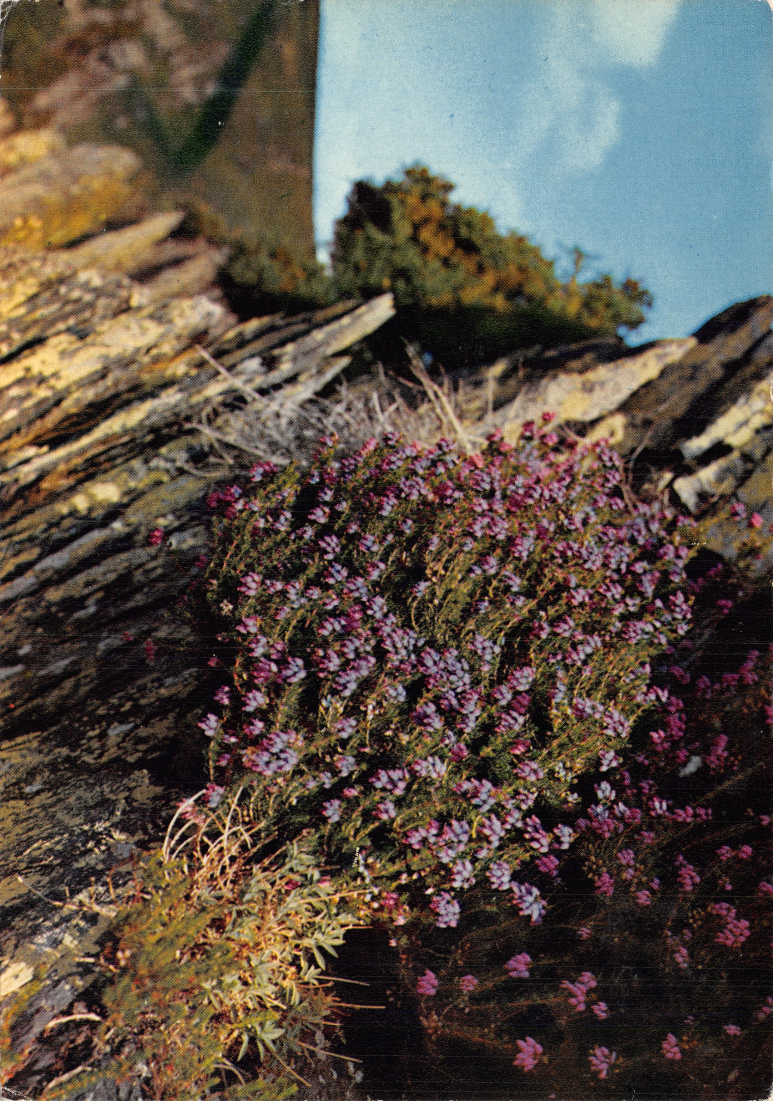 Brittany, Land of the Past — violet flowers on rocks — Pierre Artaud et Cie, publishers