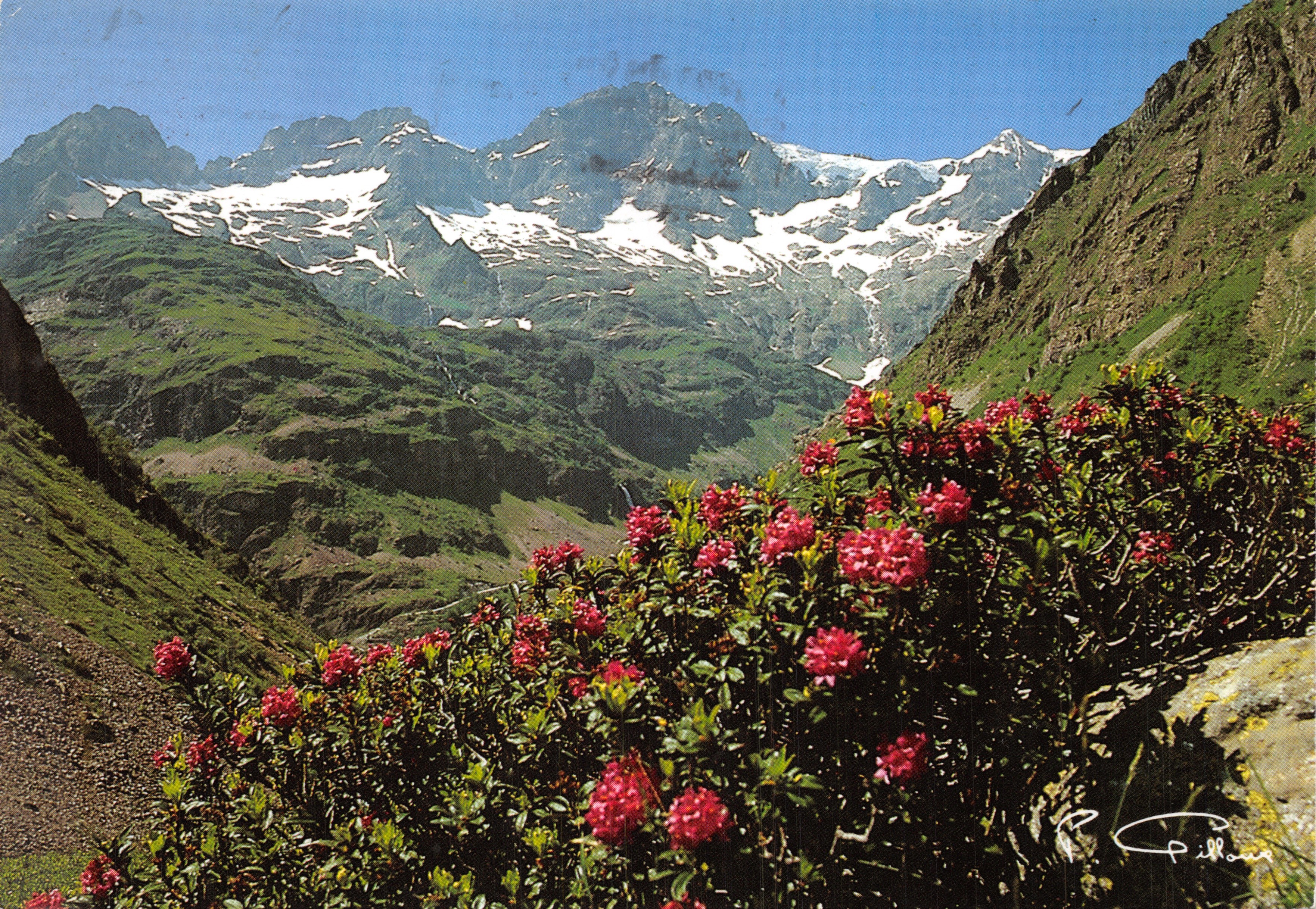 Les Rouies (3689 m) — alpin uitzicht met bloeiende rhododendrons — Éditions des Alpes