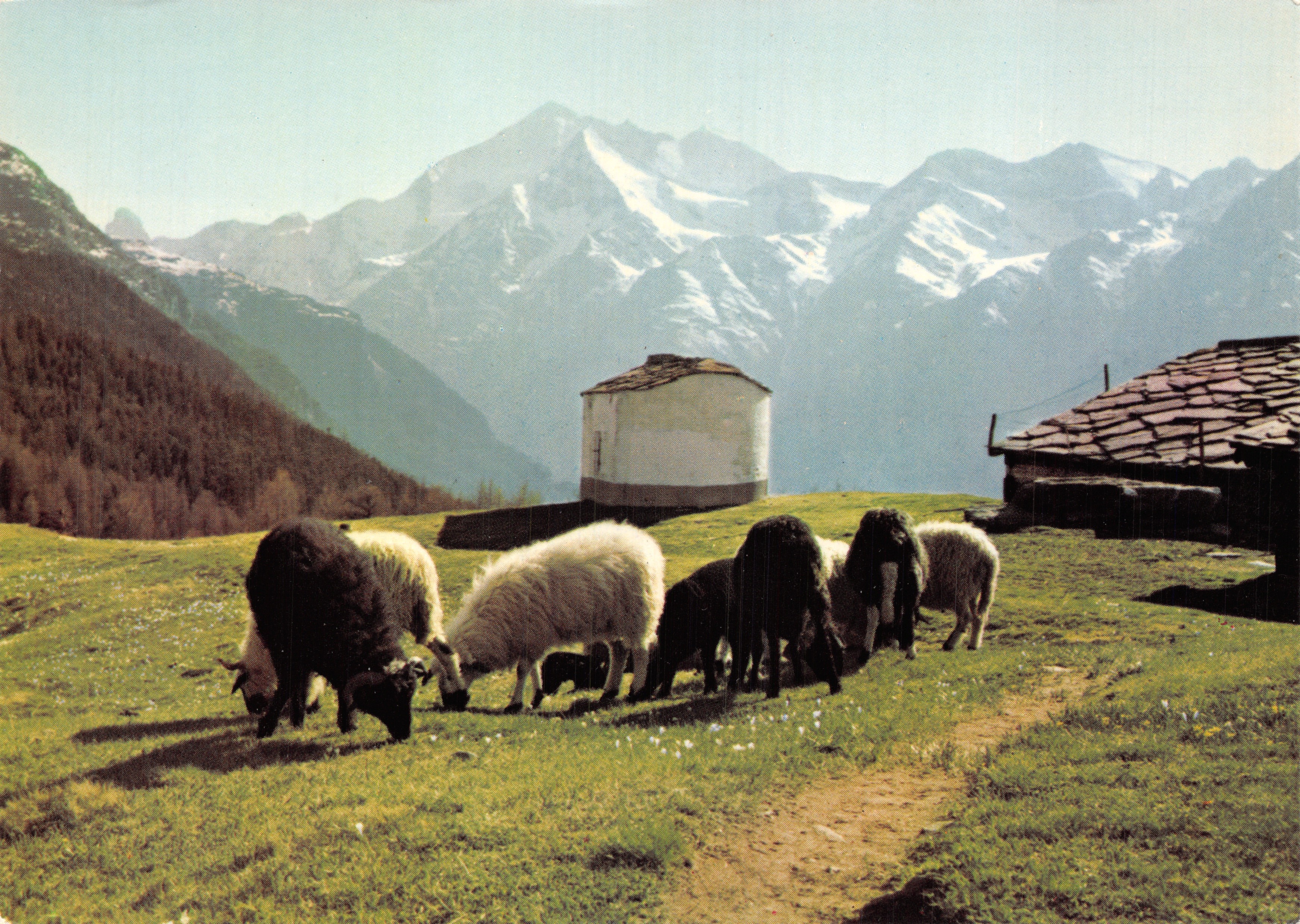 Matterhorn, Weisshorn, Bruneckhorn, Bishorn — vue alpine avec moutons — éditeur A. Marquis, Grächèn, Vs, Suisse, n° C 67