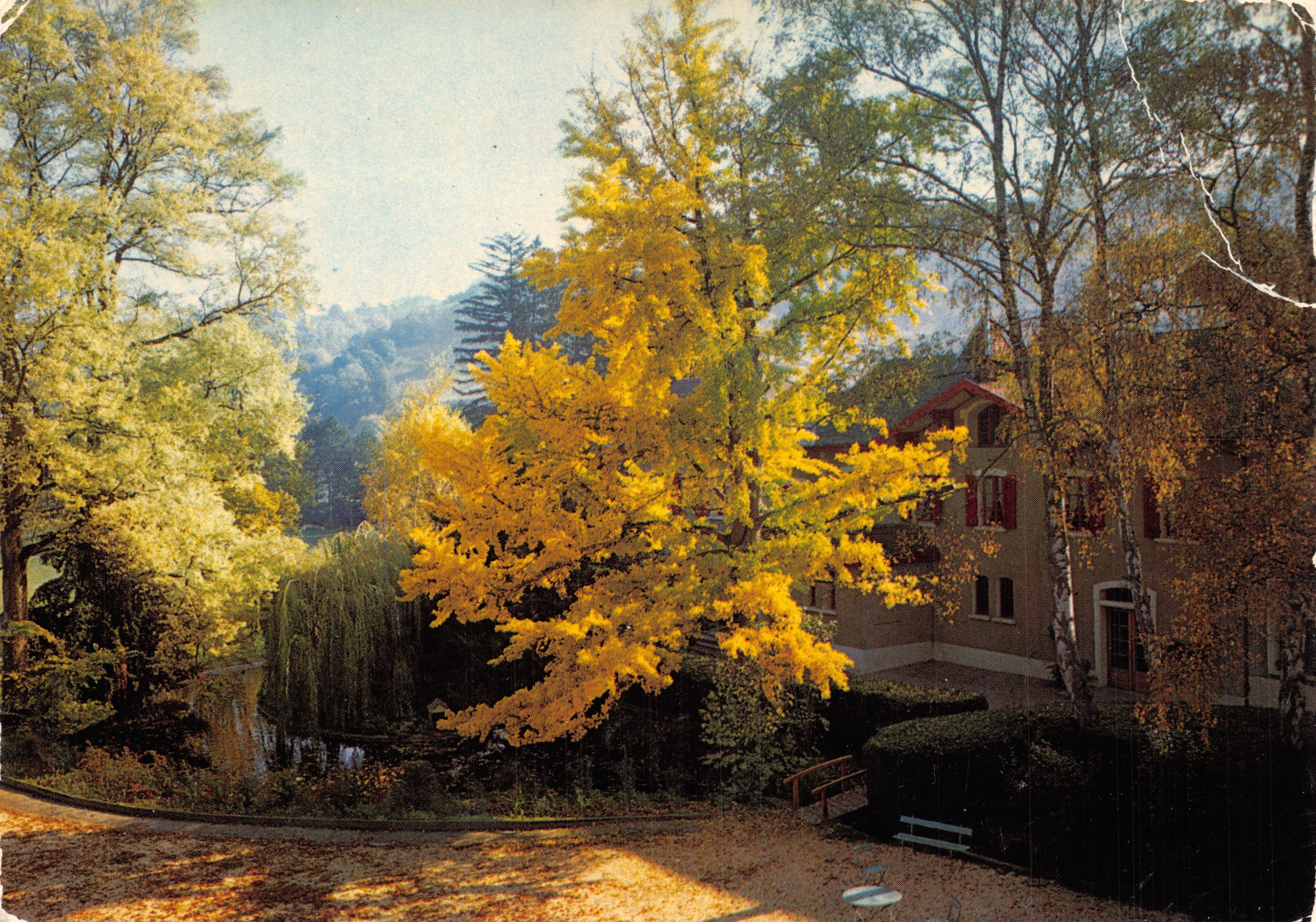 Il riposo a Virieu — vista di un giardino autunnale con un albero giallo vivido — Edizioni CELLARD