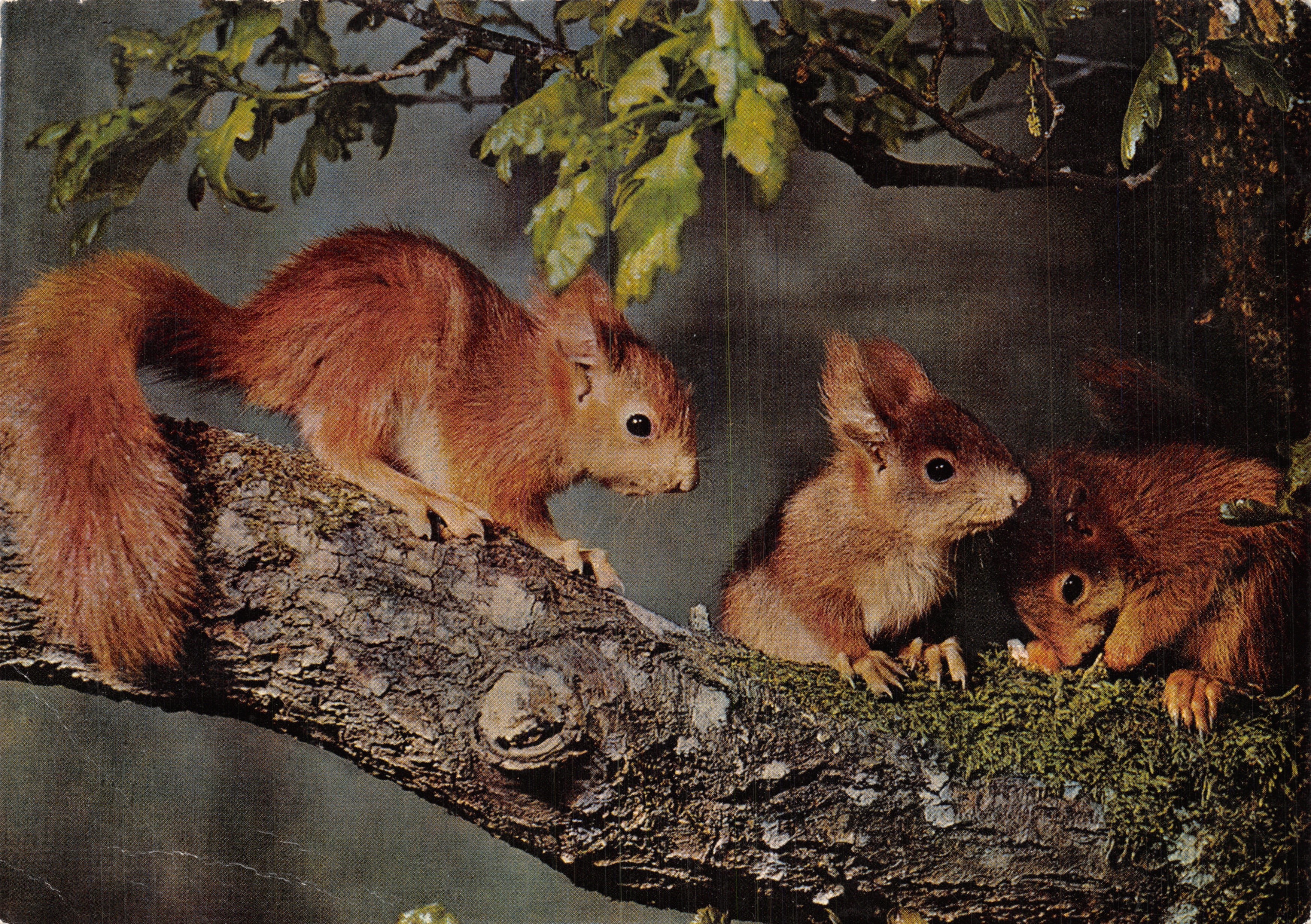 Tres ardillas rojas — escena en un árbol — editor: Verlag Engadin Press AG