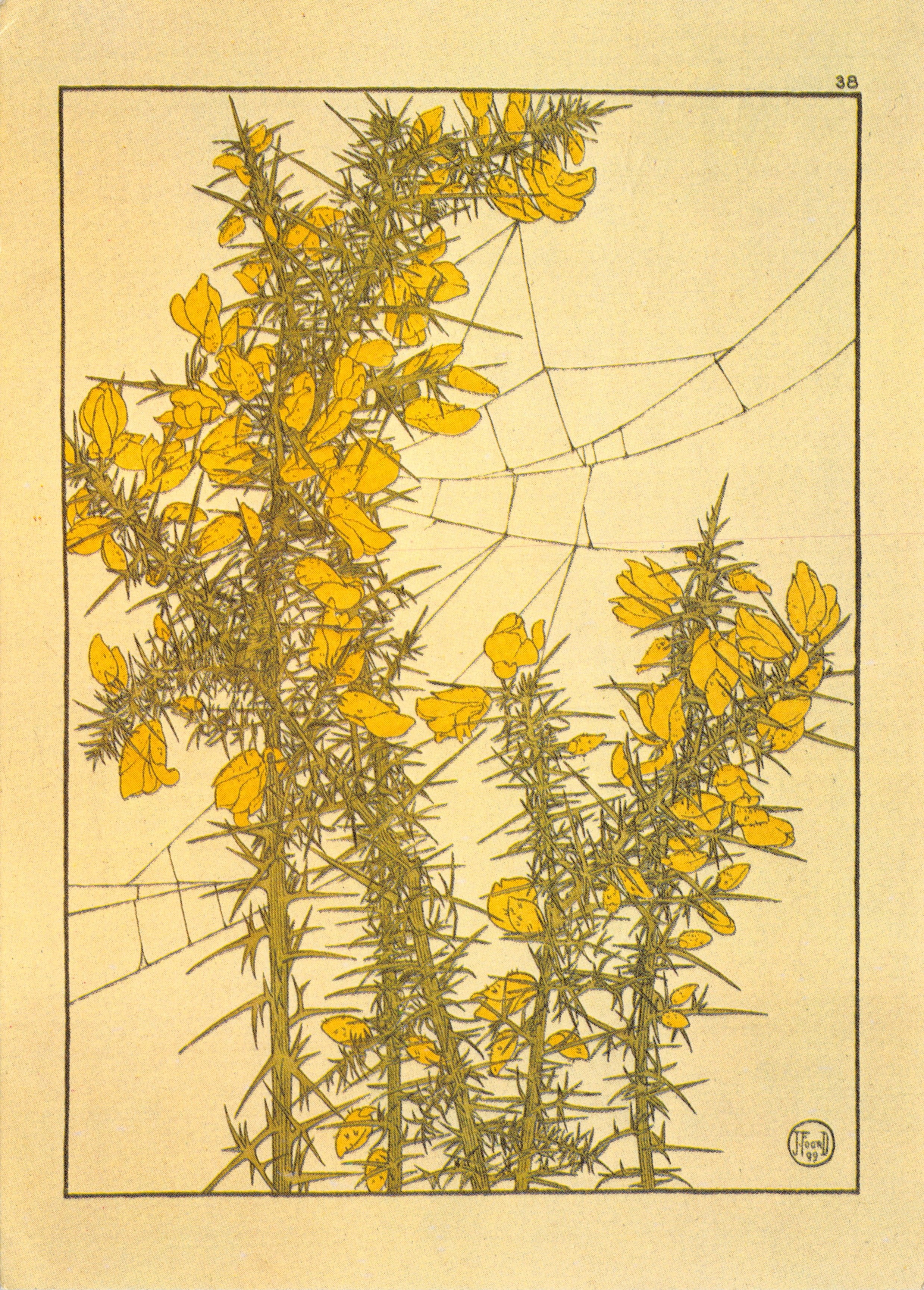 Gorse — fleurs jaunes et épines — Camden Graphics, PC 179
