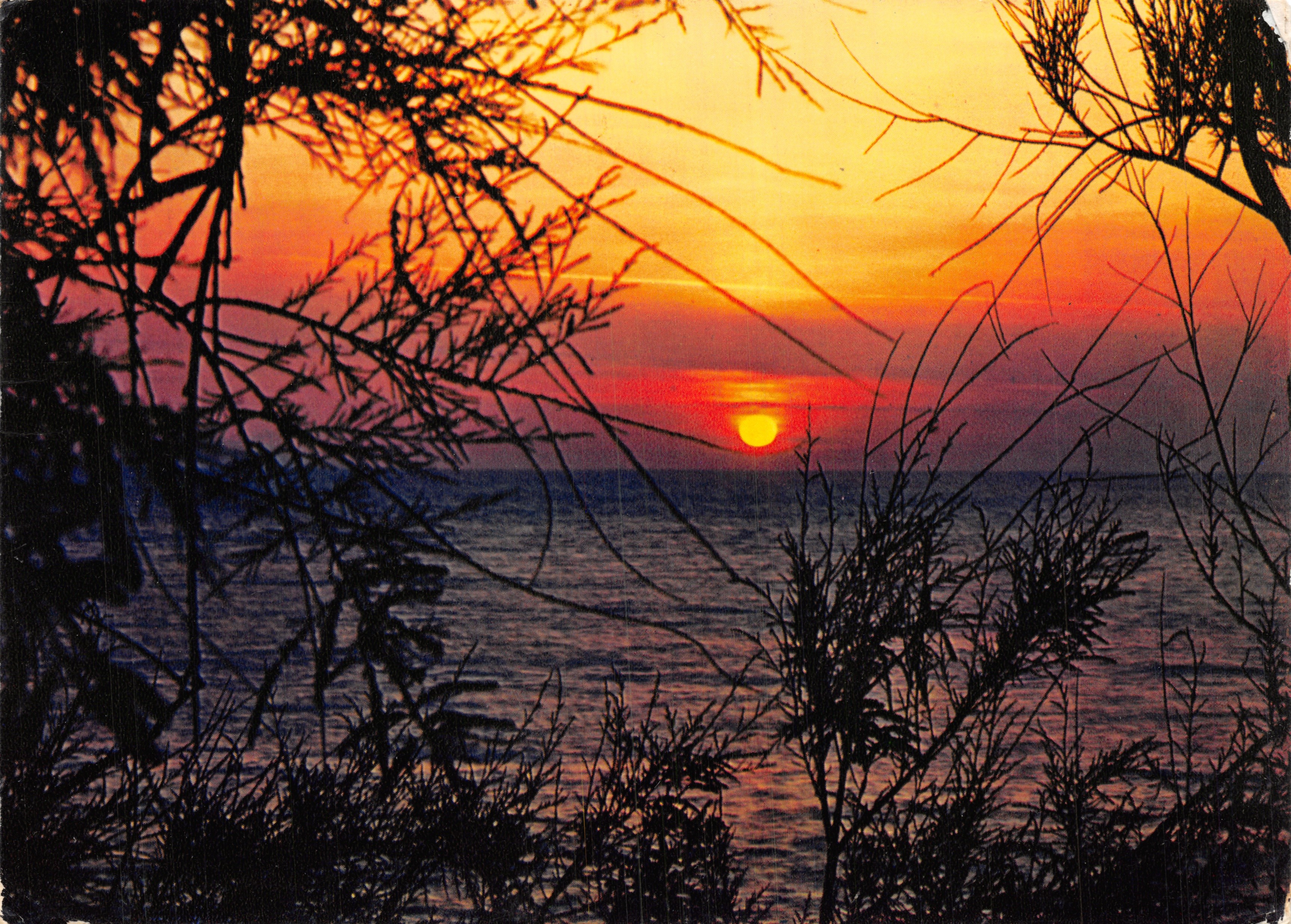 Sonnenuntergang — Ansicht der See durch Zweige — Photo Marcel Quéré, 3 BM 79 0063