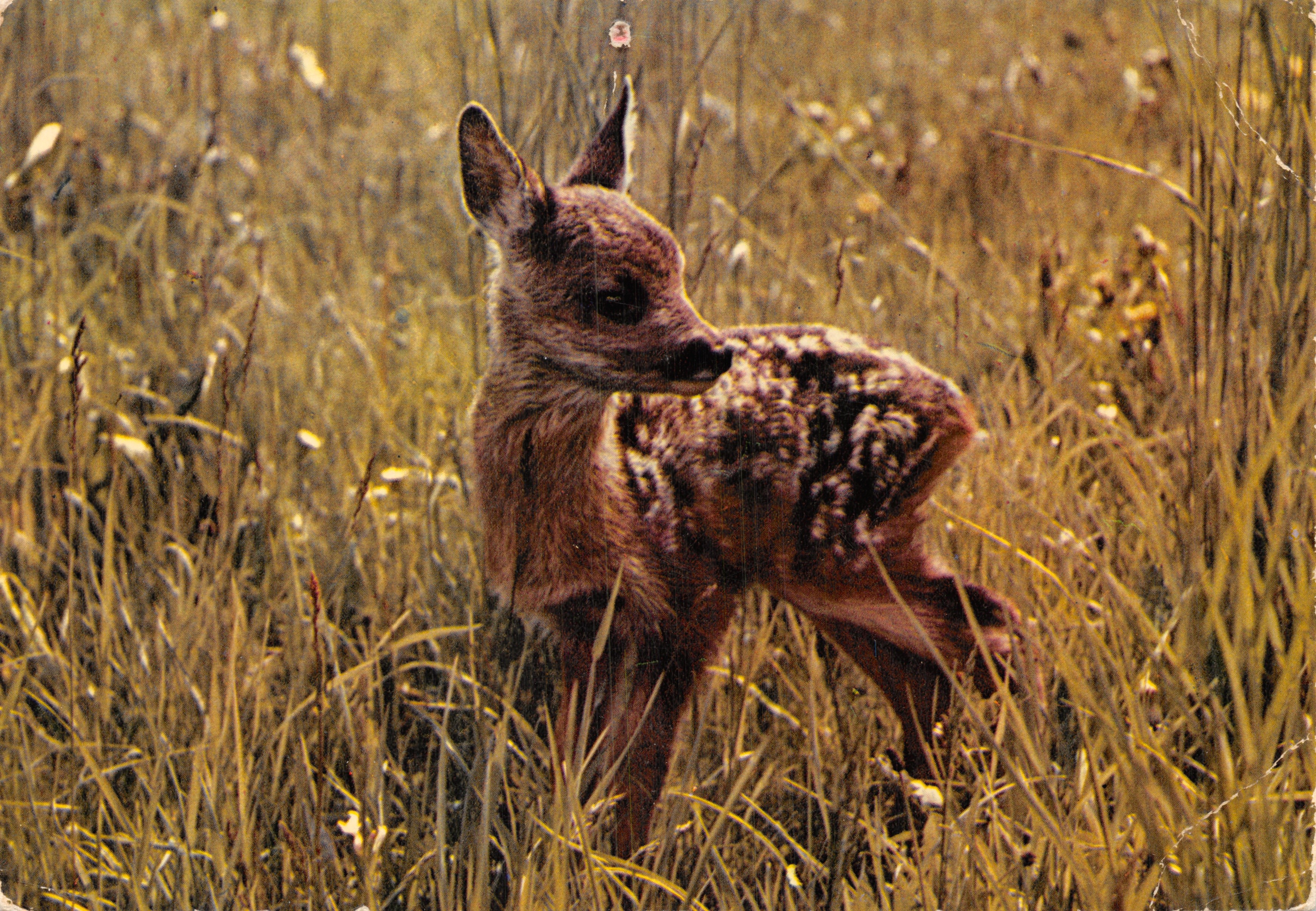 Little fawn — among the tall golden grasses — Mexichrome, n°5127
