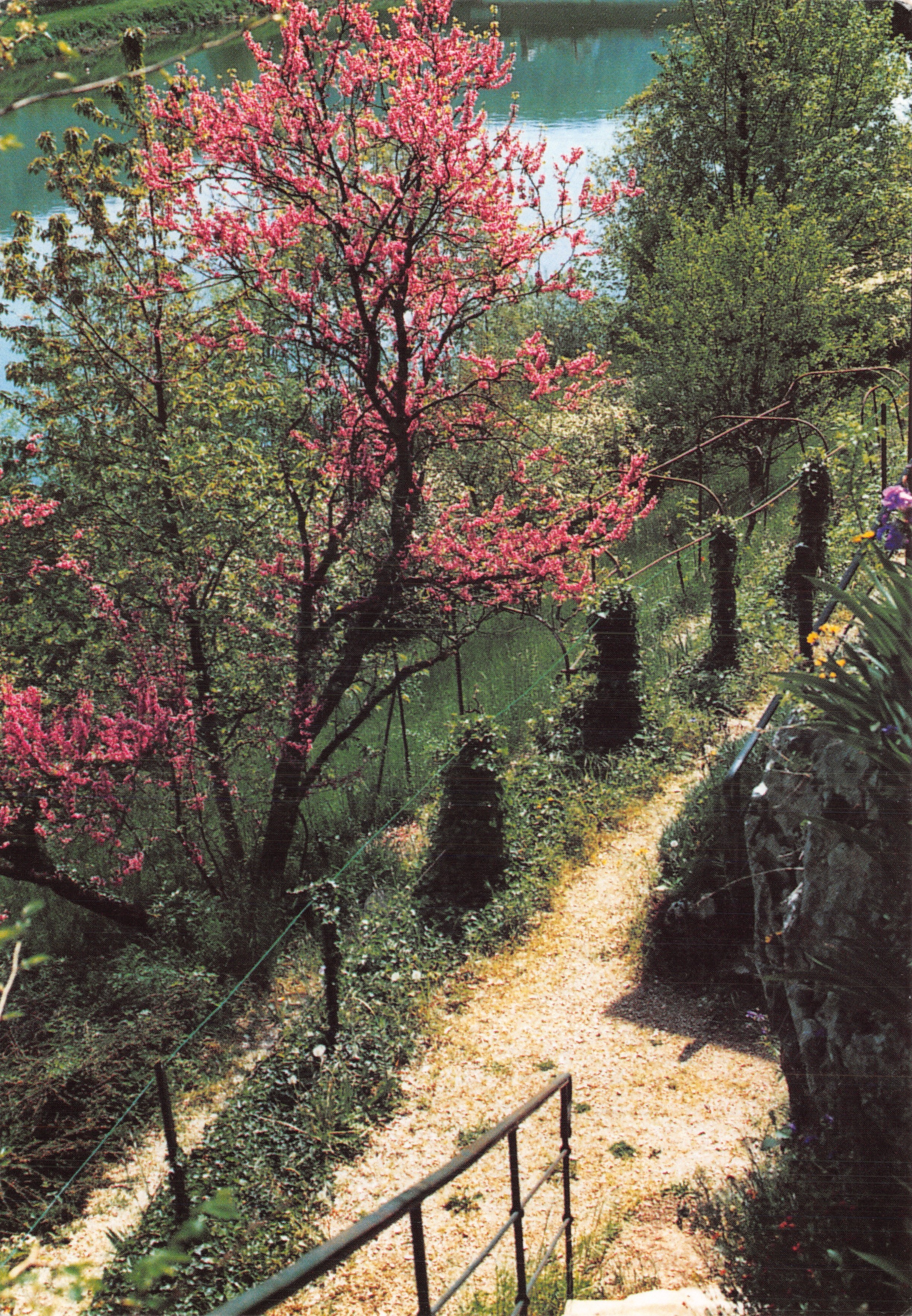 Terrasses dominant le Doubs — Vue printanière avec cerisier en fleurs — Imp. DONIER Besançon