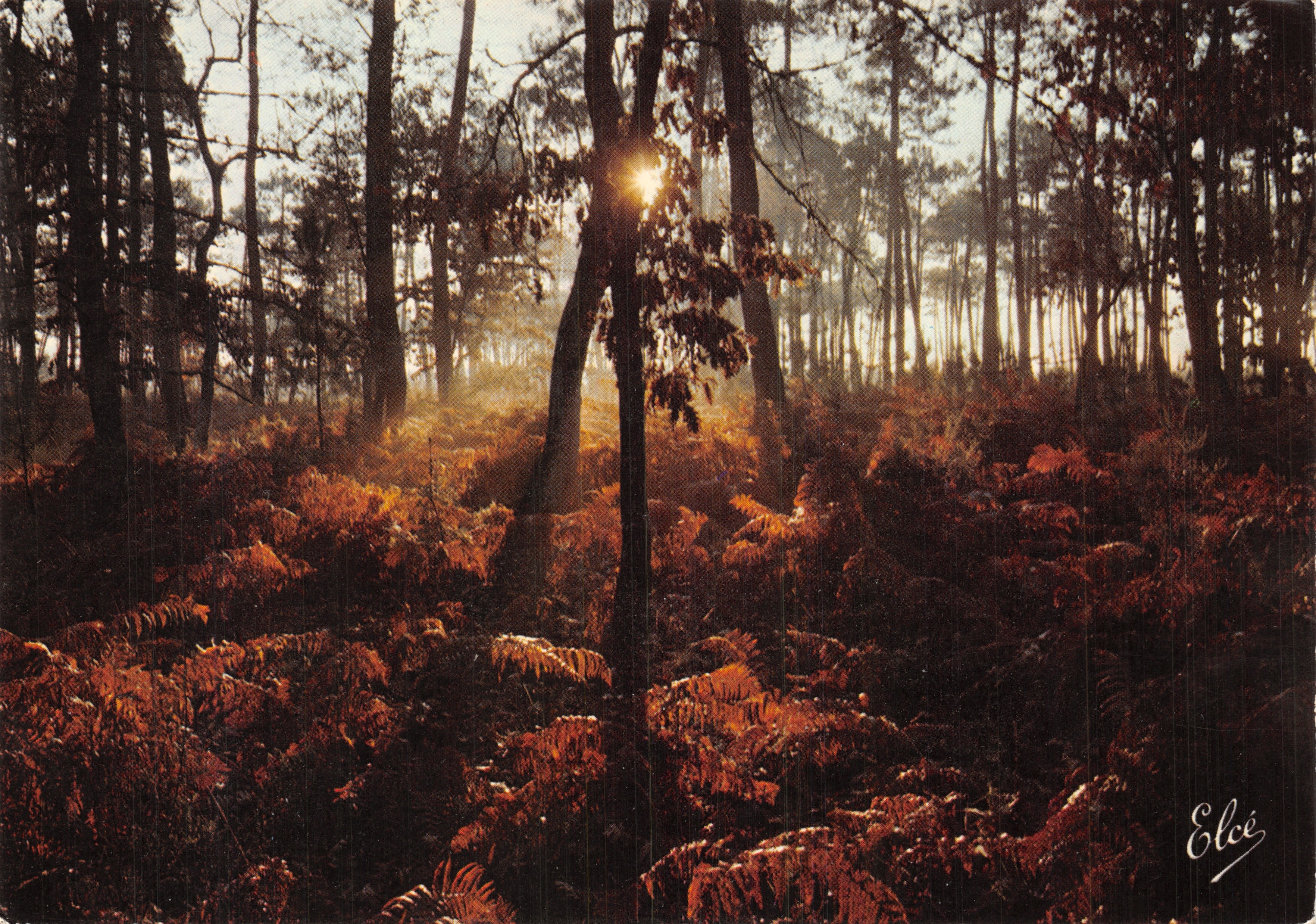 Bosque de La Lande — atardecer con sus hermosas helechas — Editor Elcécé, n.º 6407