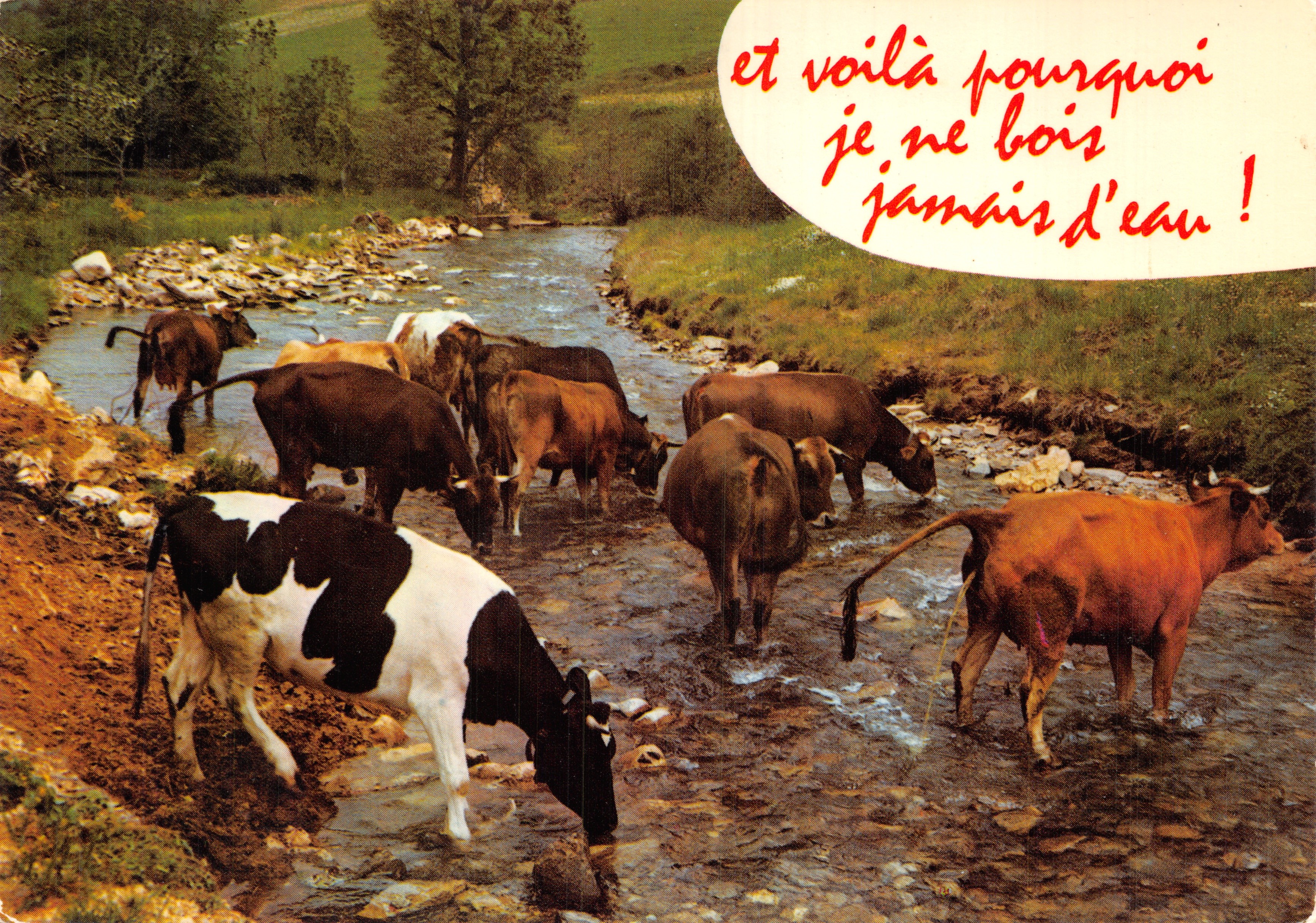 Mucche che bevono in un fiume — scena umoristica con testo « ecco perché non bevo mai acqua! » — Editore J. CELLARD, L'ONCOLOR BRON