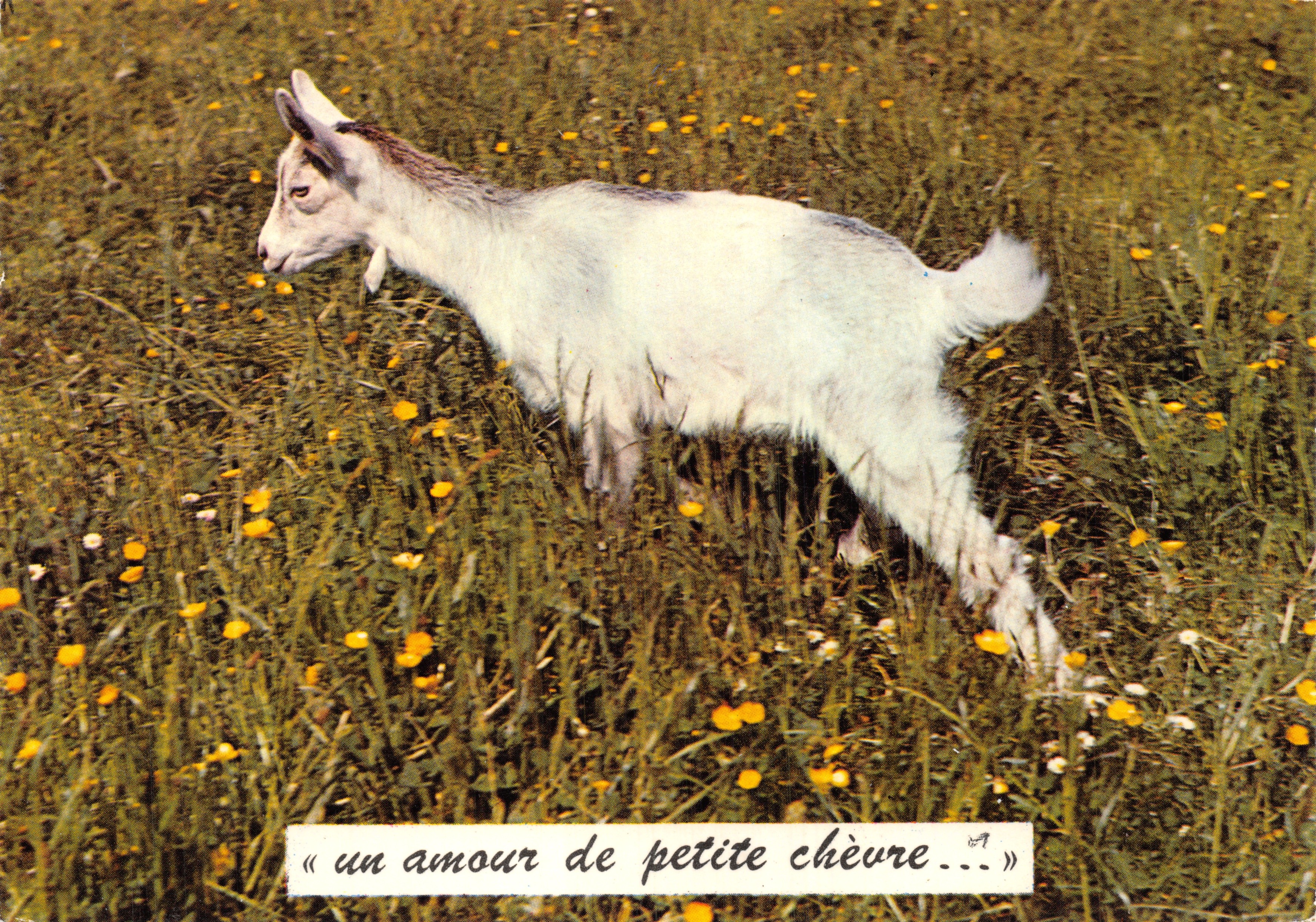 Petite chèvre — dans un champ de fleurs — Éditions J. CELLARD