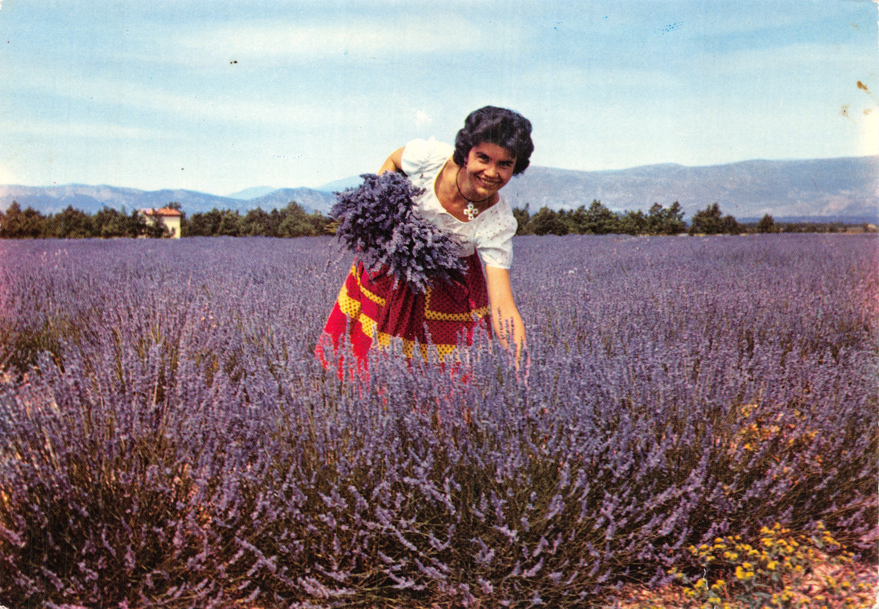 Joven mujer en un campo de lavanda — « Los Sitios Maravillosos de la COTE D'AZUR » Tarjeta postal moderna 110 — Editor: Coupures Naturelles