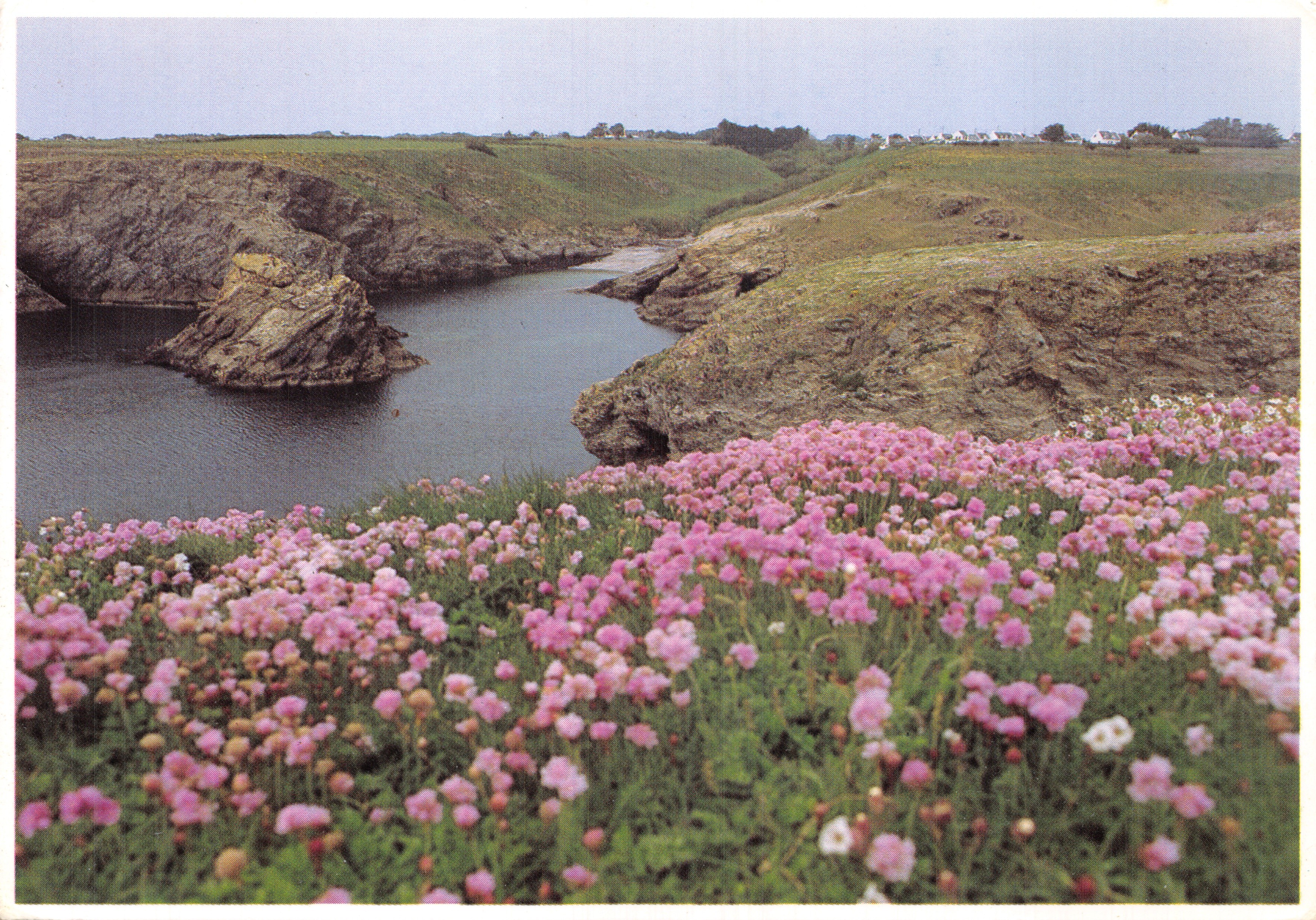 Armériaies, Côte de Domois — vista della baia circondata da scogli e fiori rosa — Éditions Dubray, n° 358