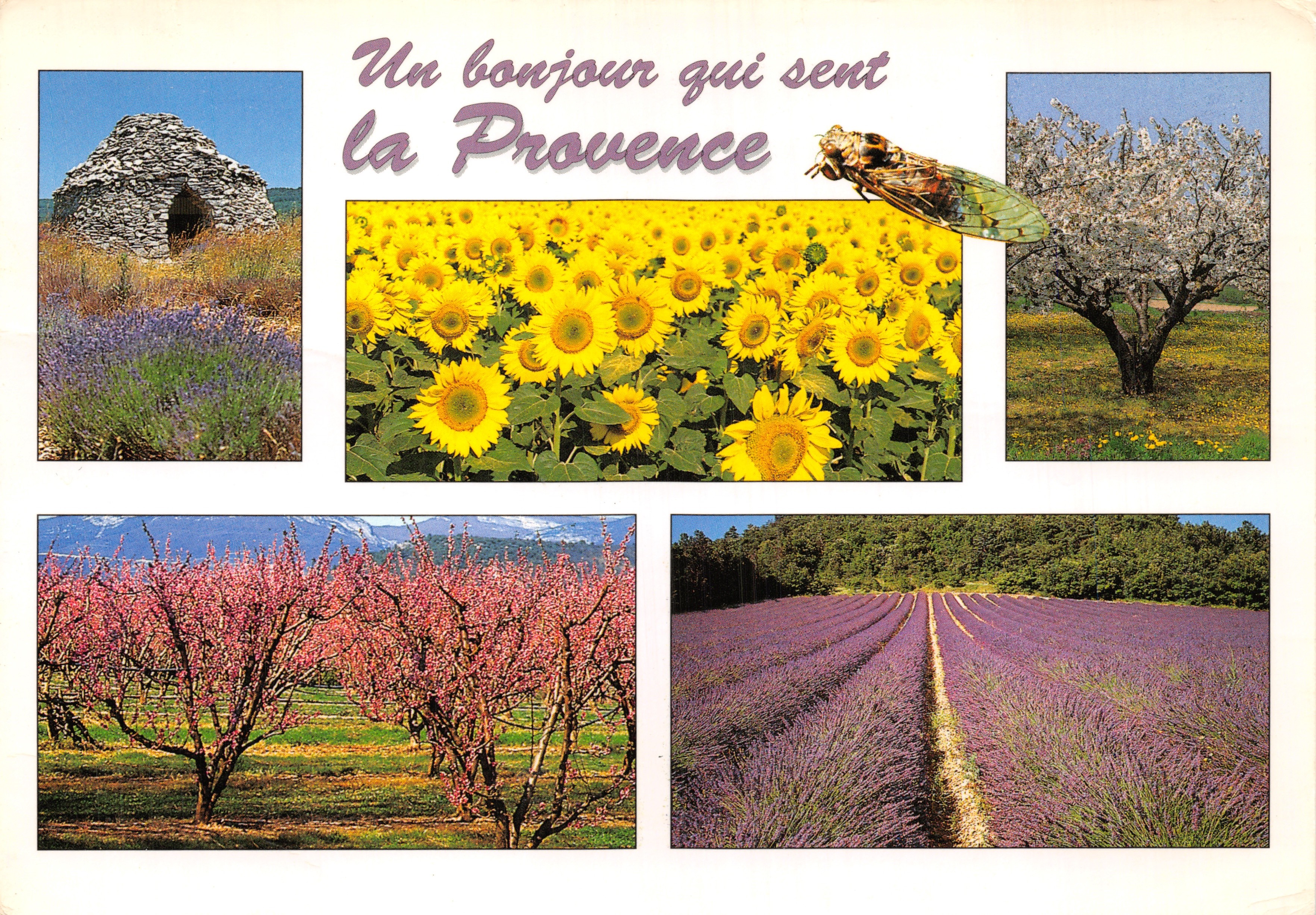 Provence — landschappen van lavendel, zonnebloemen en kersenbomen — Images de Provence