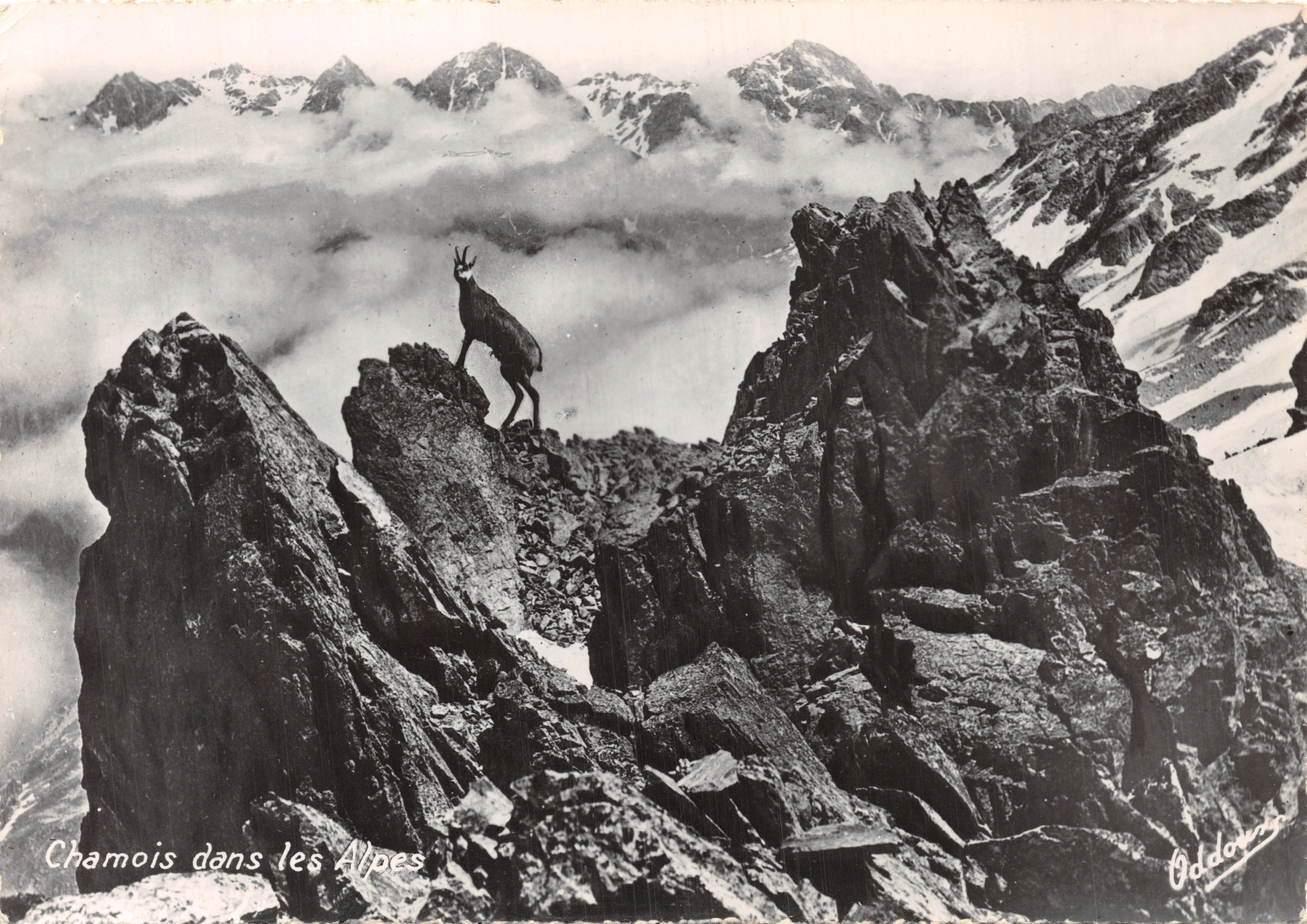Chamois nelle Alpi — editore ODDOUREZ