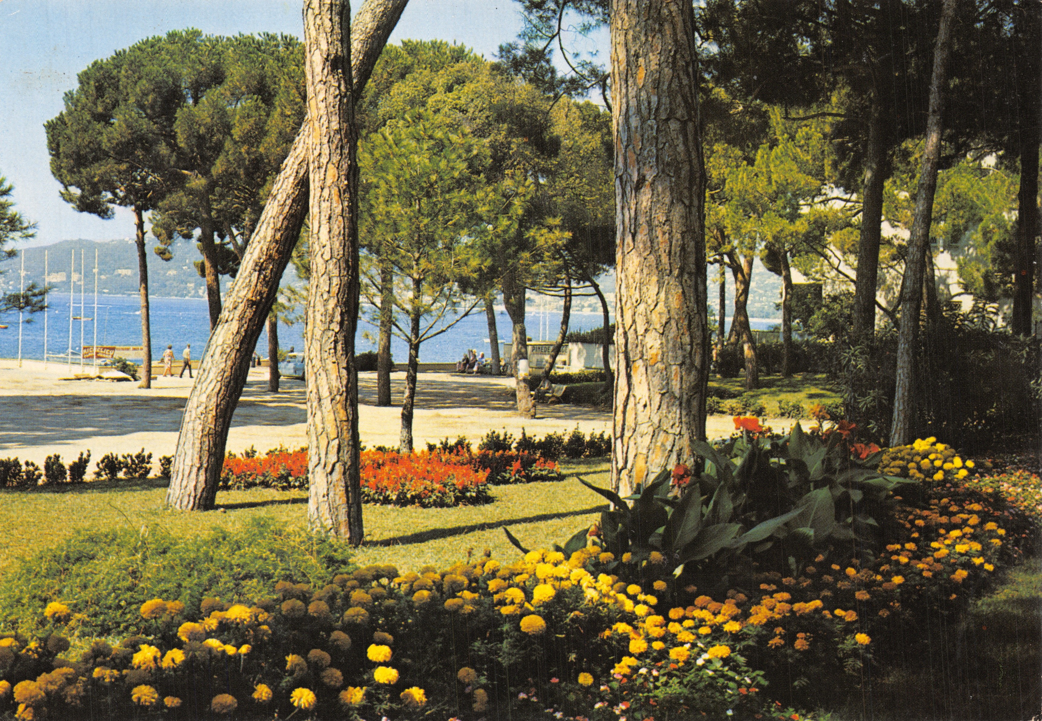 Il Pino - JUAN-LES-PINS — vista del parco con pini e fiori — editore Sopico