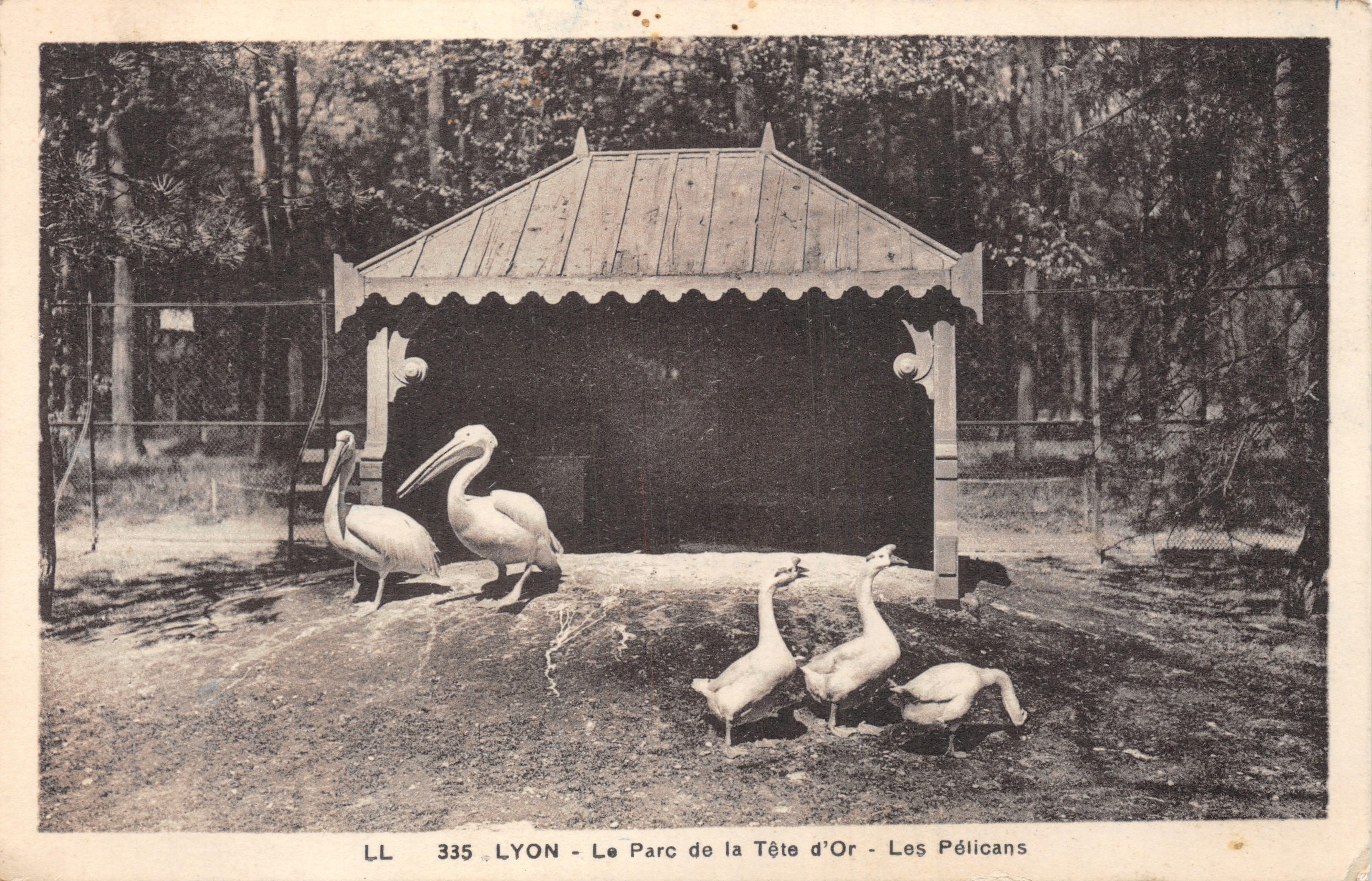 LYON - Parque de la Cabeza de Oro - Los Pelicanos — editor LL, n.º 335