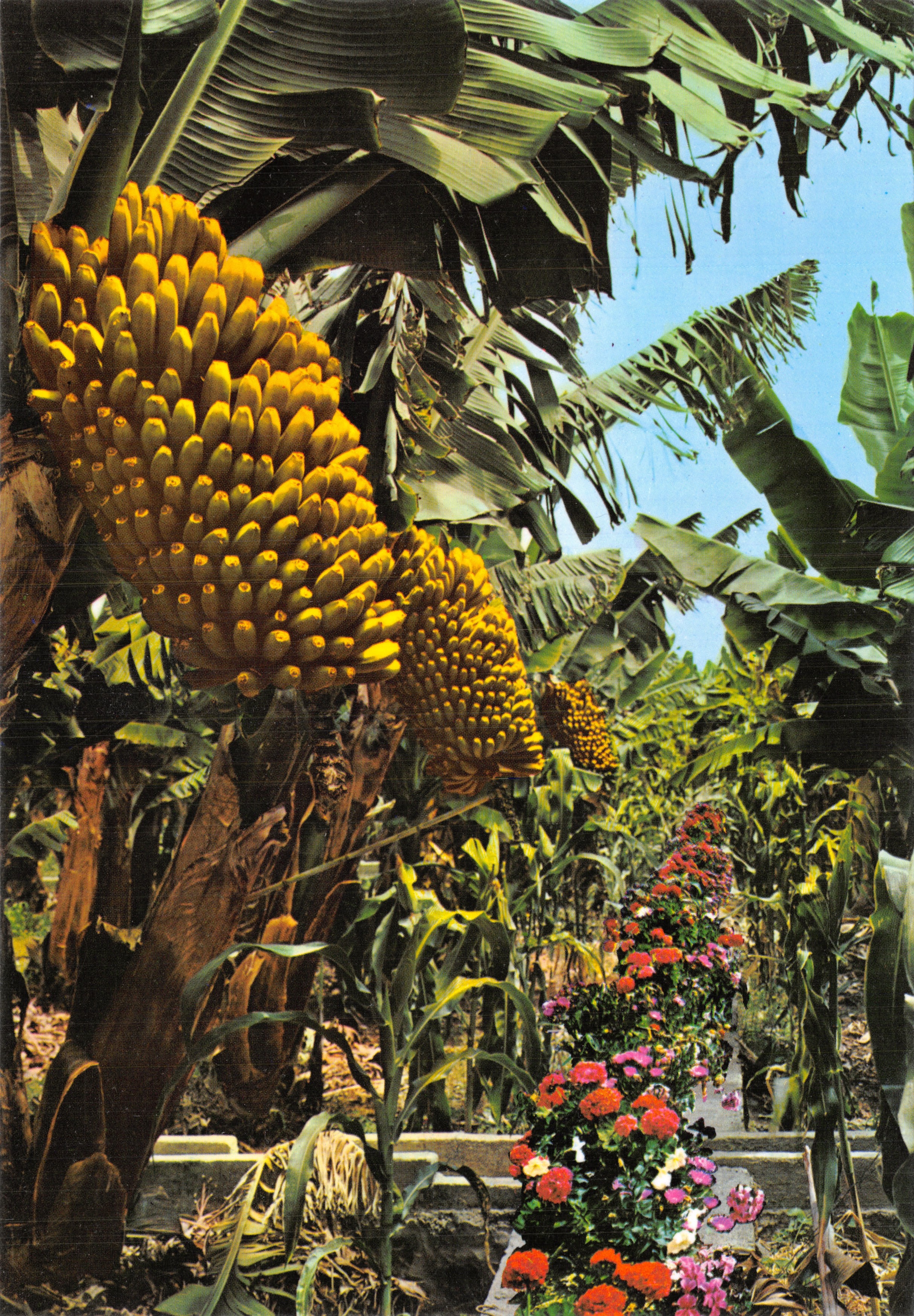Plátanos maduros — Plantación — Editor GLOBAL TRADERS - Las Palmas de G.C. n° 1.172