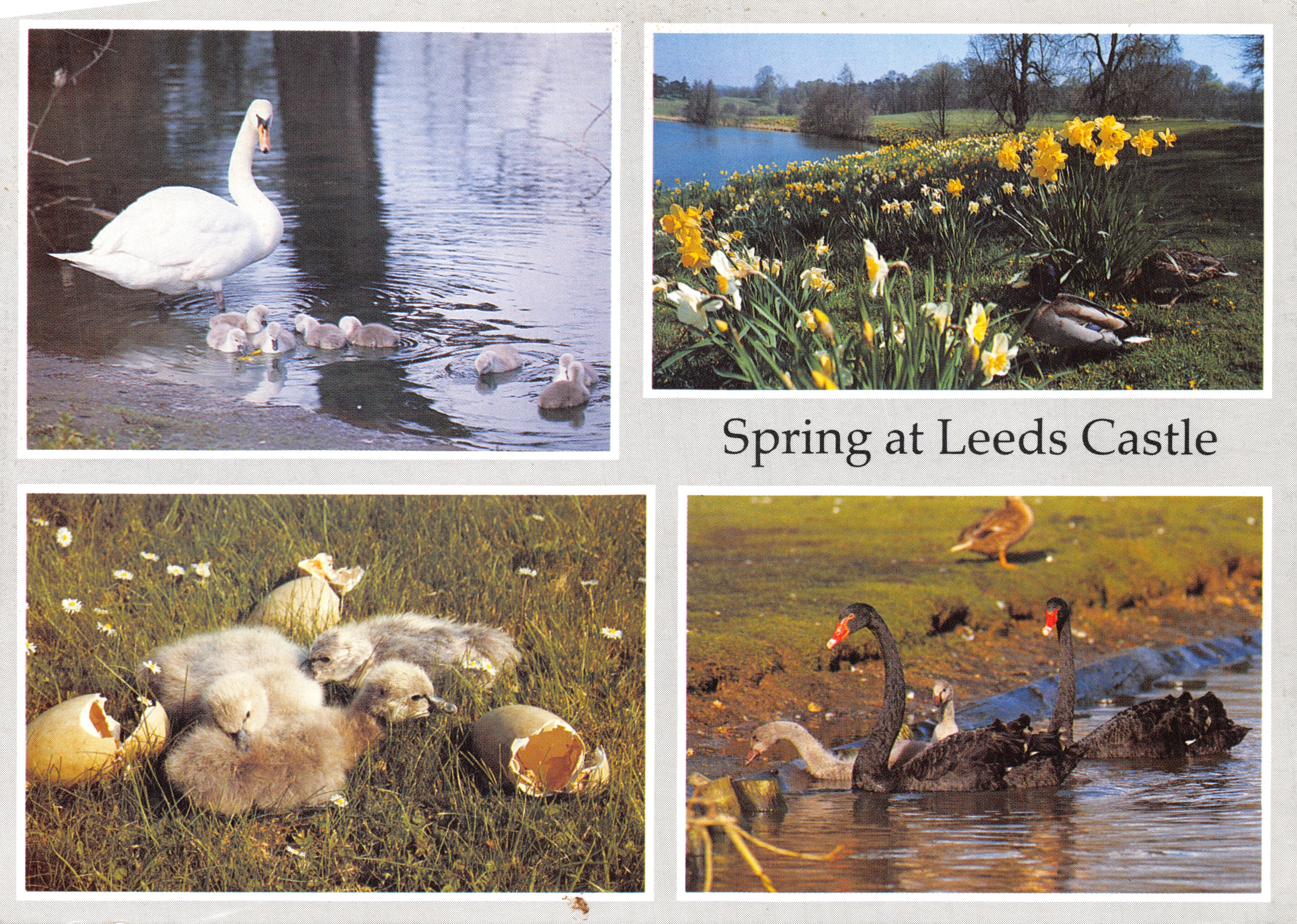 Lente bij Leeds Castle — scènes met zwanen, eenden en narcissen — Leeds Castle Foundation