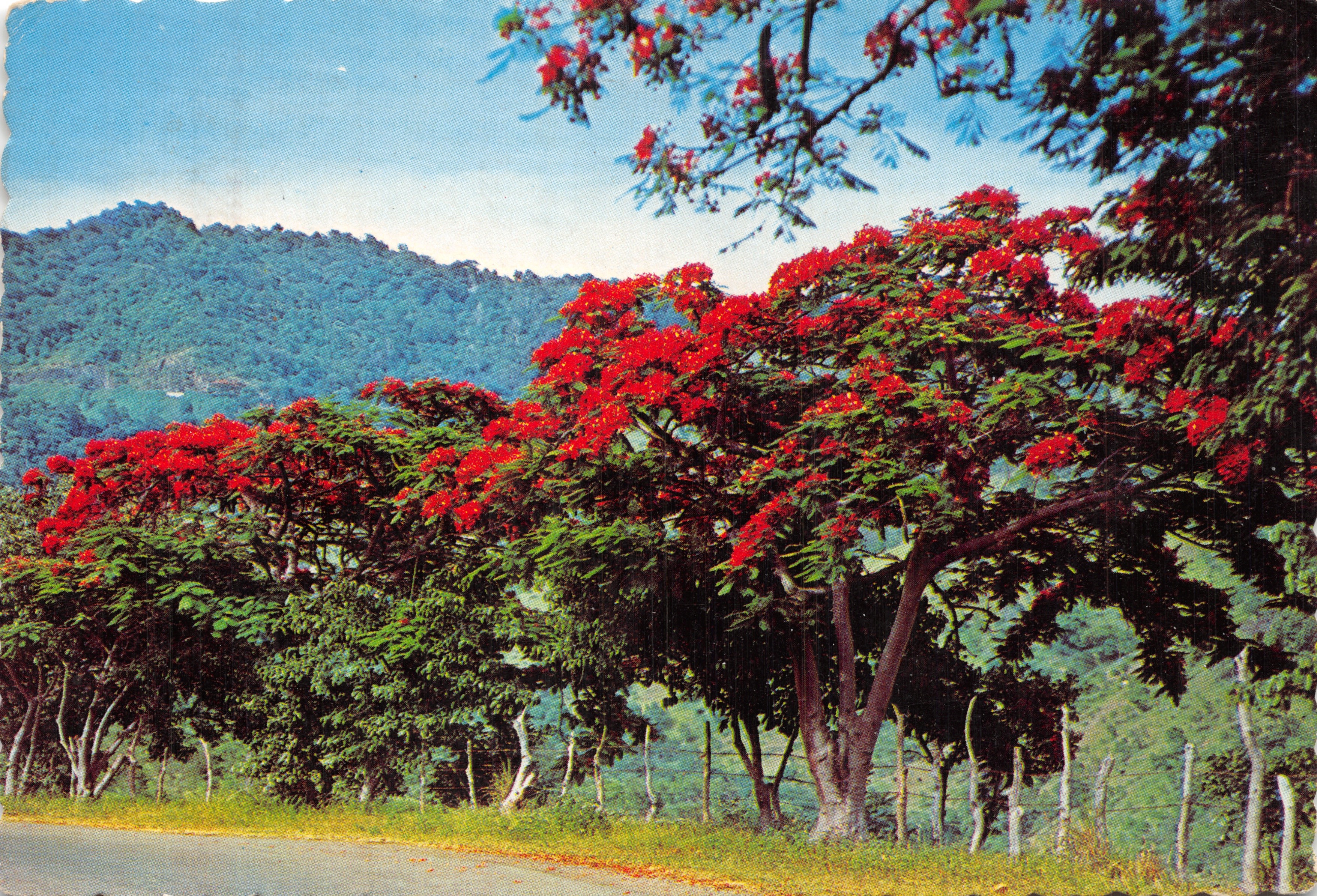 Flamboyant in Blüte — Nationalbaum von Puerto Rico — Foto von Larry Witt — Verlag DEXTER PRESS, INC. — Nr. DH-78673-B