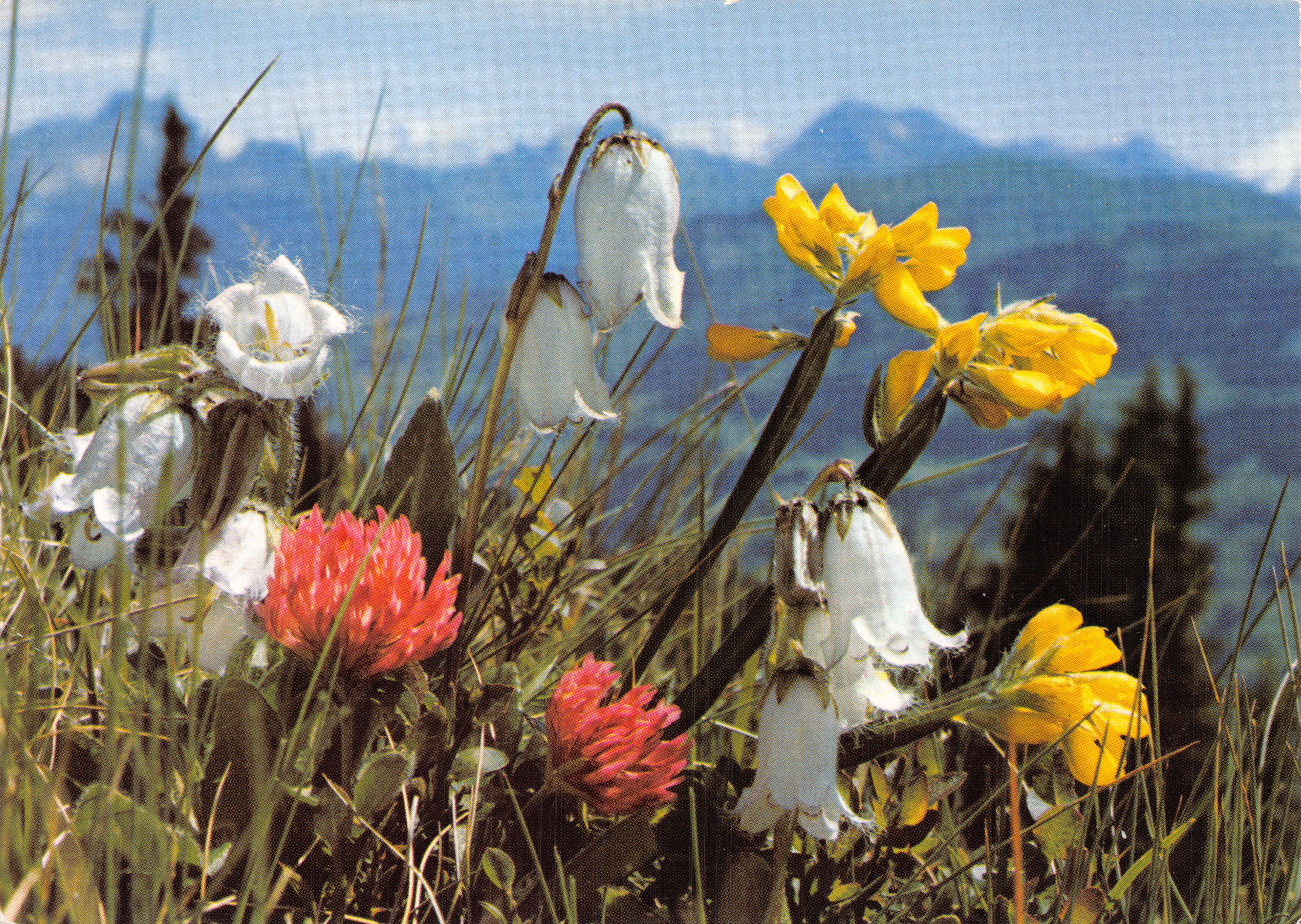Fleurs alpines — Campanule barbue et fleurs sauvages en montagne — Édition Deriaz Baulme, n° 381/20