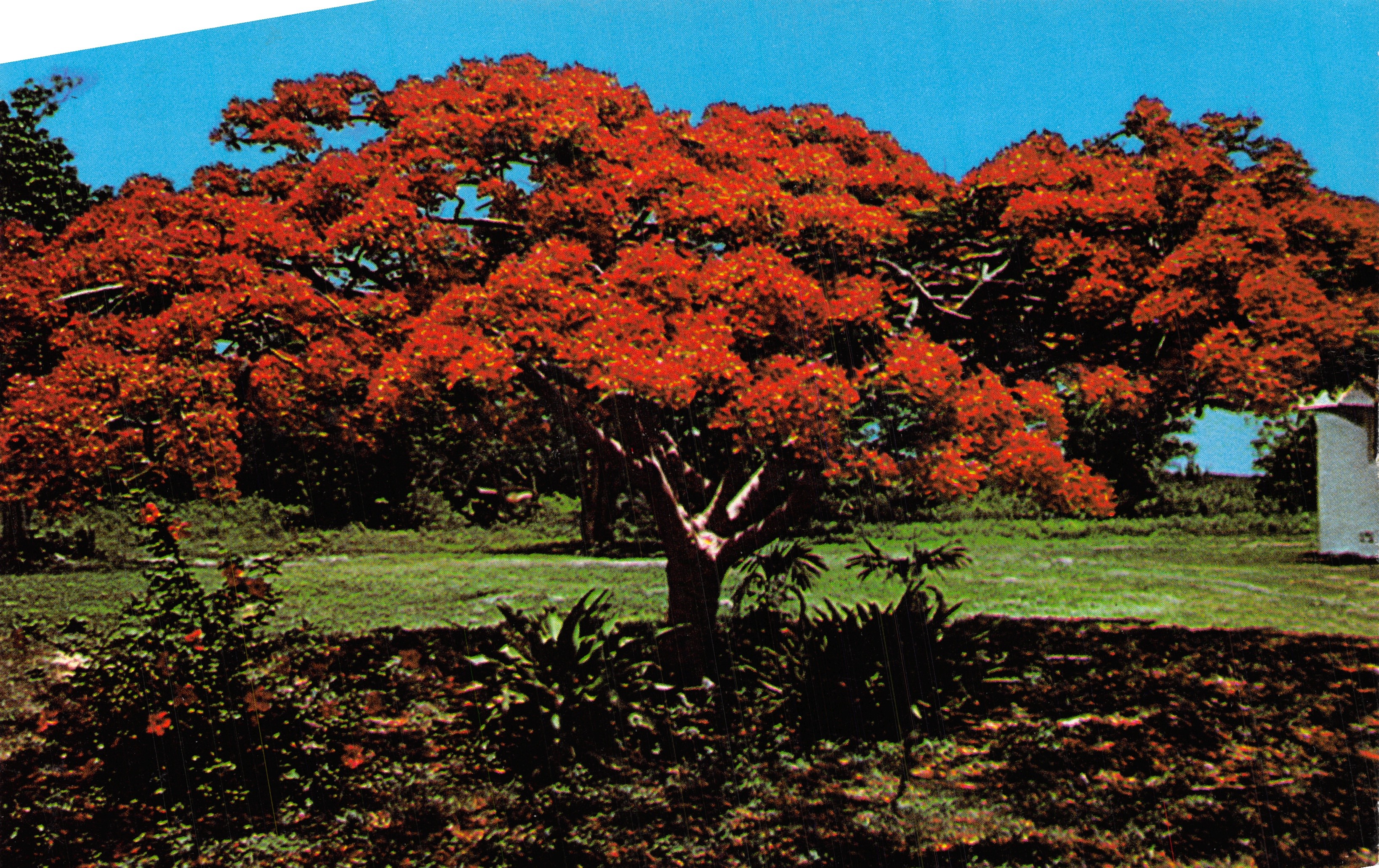 Rode bloemboom — Flamboyant (Poinciana Regia) in bloei — Gulfstream Card Co. Inc. n°75-39