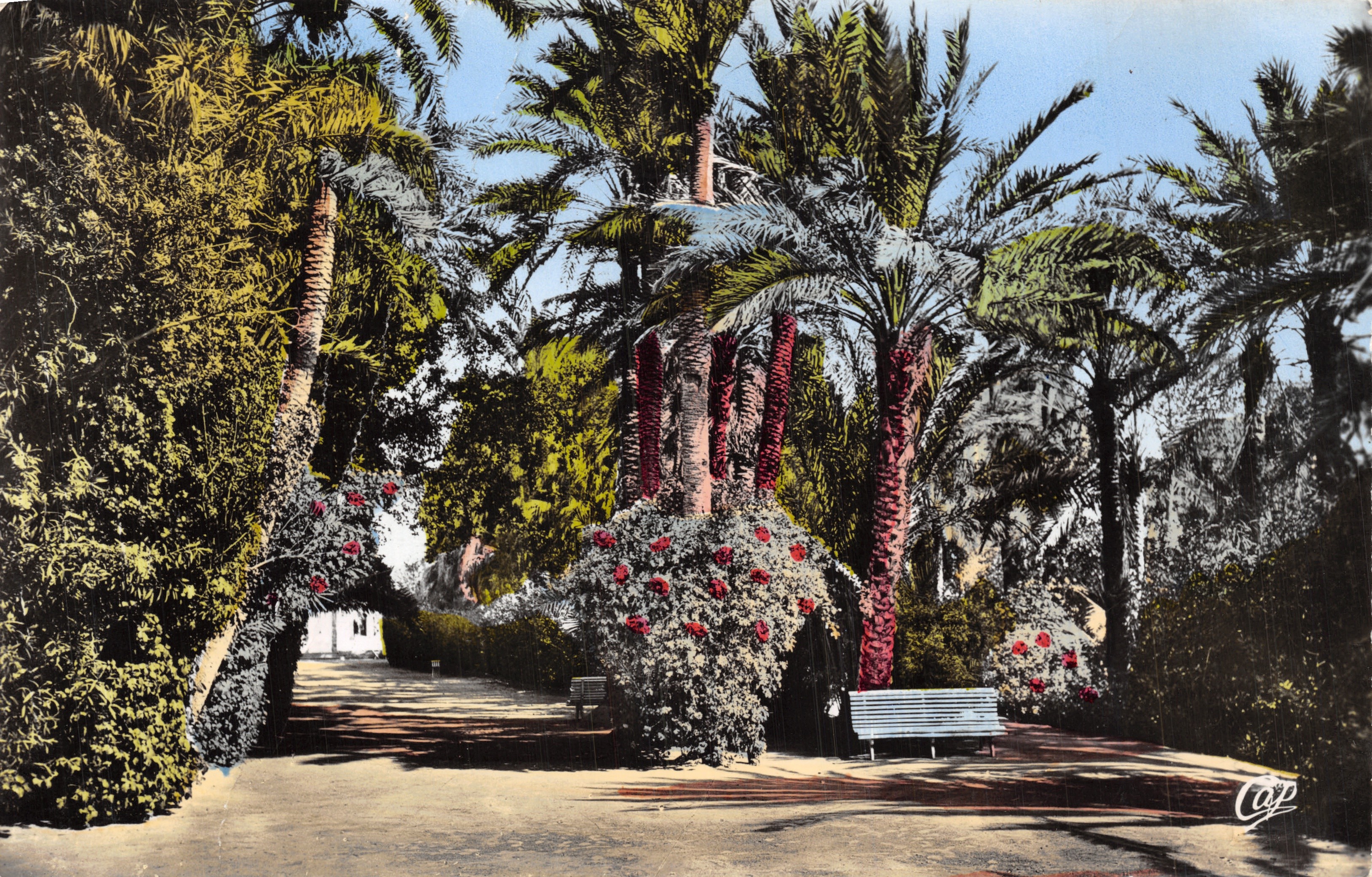 Biskra — Tuin Landon — bloemige laan onder palmboom