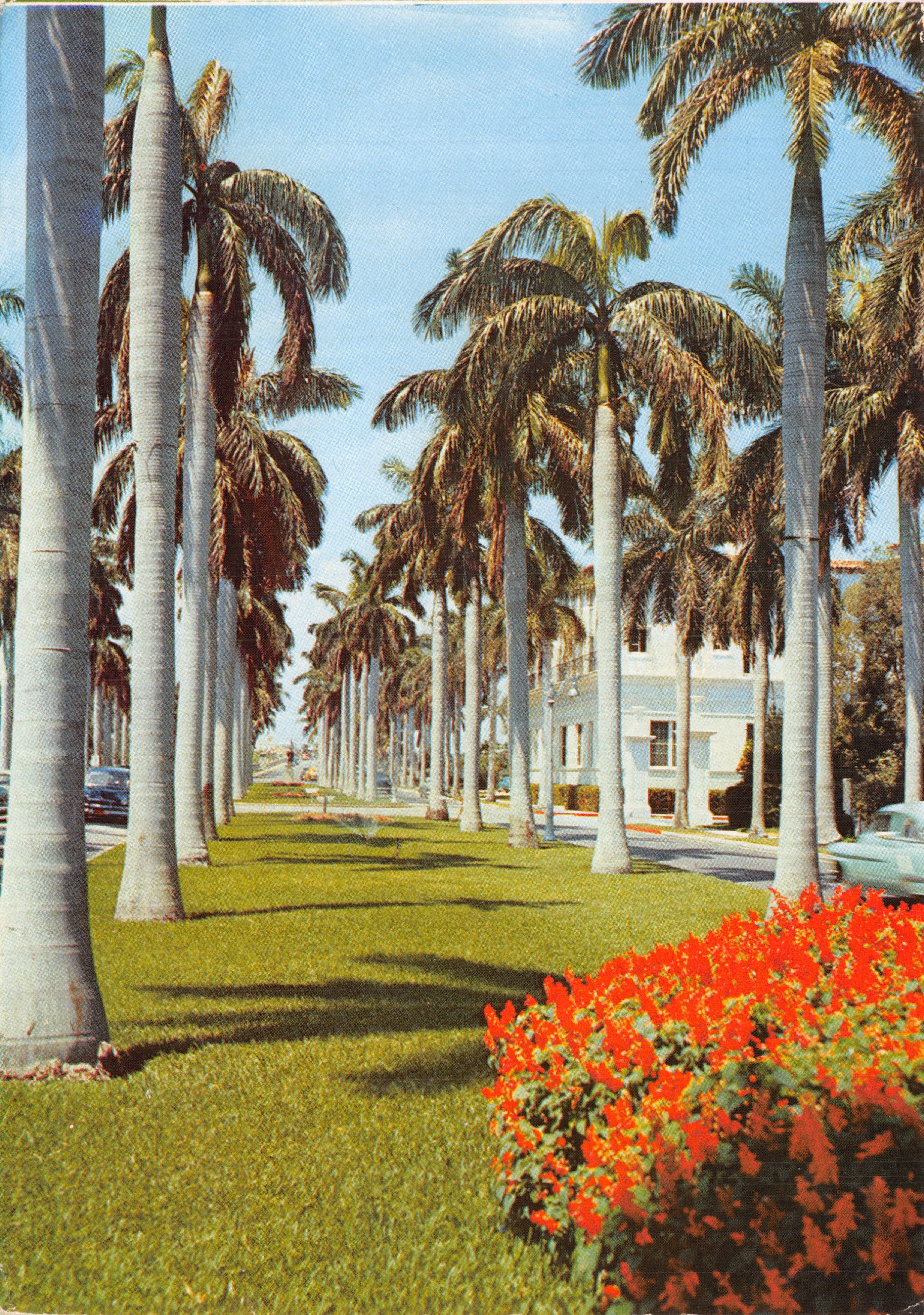 Avenue des Palmiers Royaux — uitzicht op Miami — uitgever Florida Natural Color, Inc. nr. PRIN-28