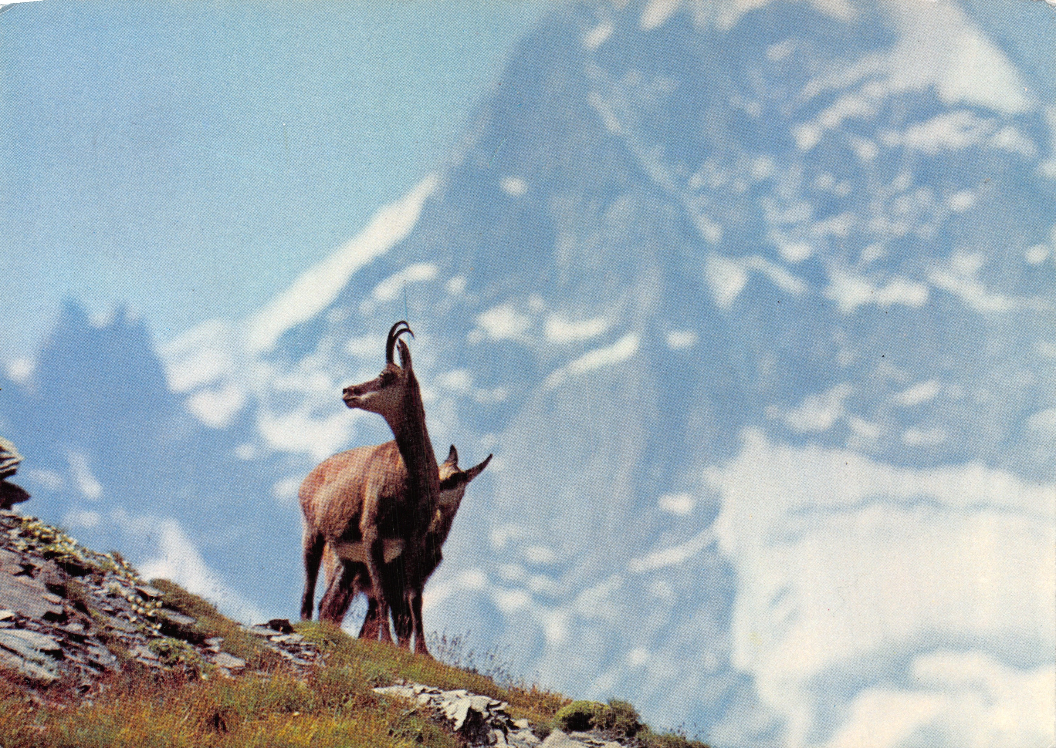 Chamois — deux animaux sur un sommet enneigé — Colophon Edition Deriaz Baulmes n°361/5