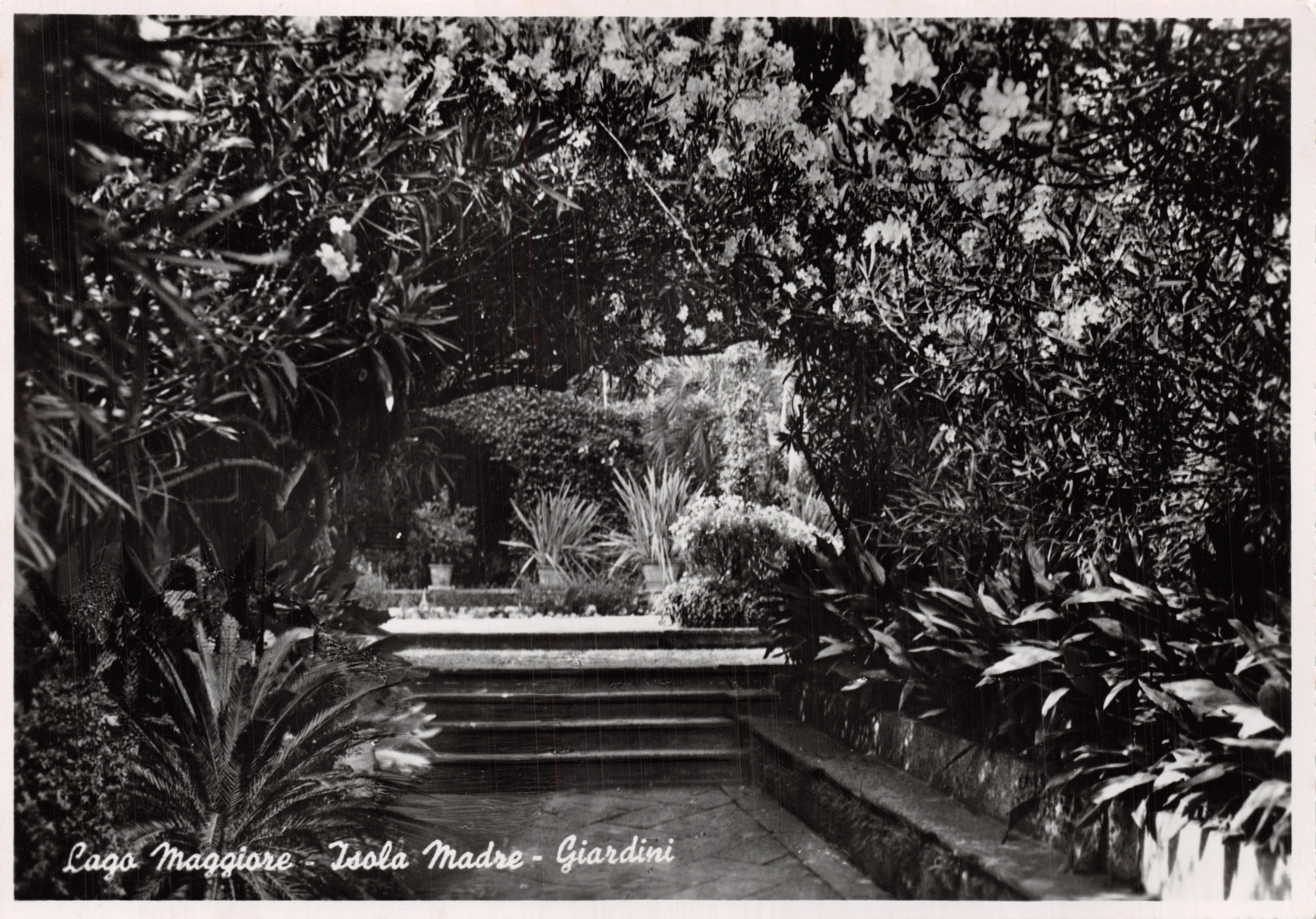 Lago Maggiore - Isola Madre - Giardini — éditeur Fotostampa Reggiori, Varese