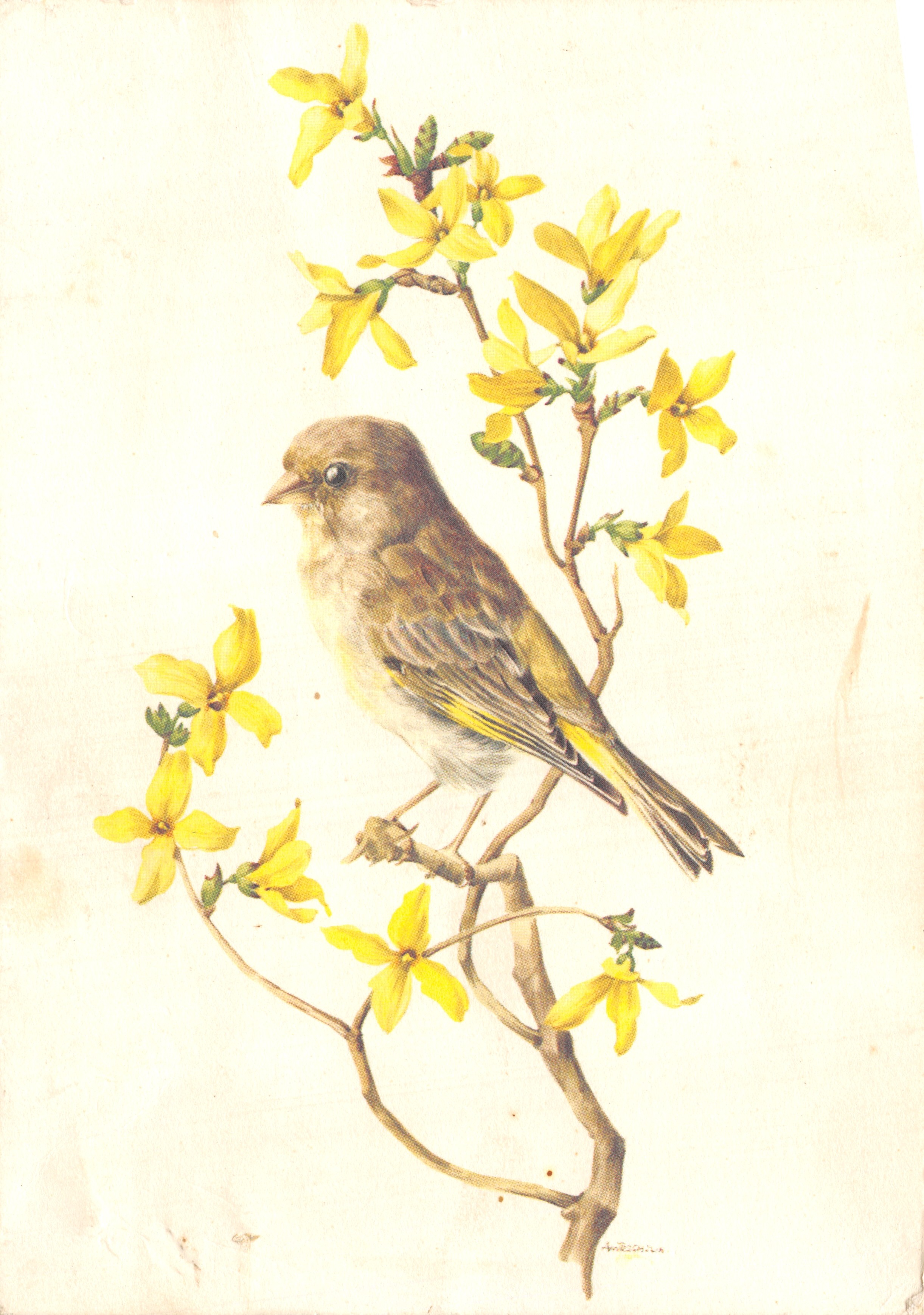 Ave en rama de forsythia — ilustración firmada 'Andreoli' — editor A. M. Trechslin