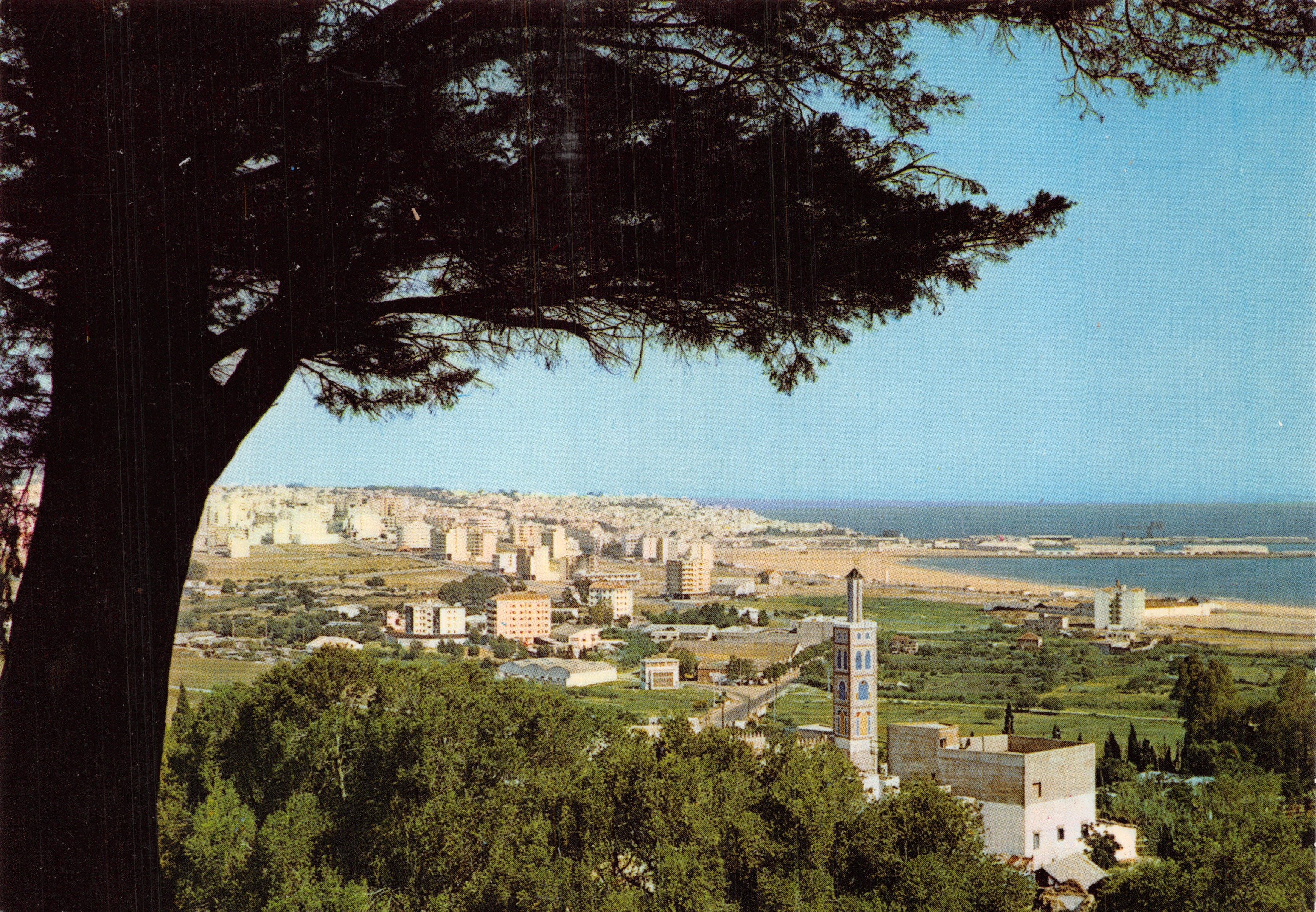 Panoramische weergave van Tanger — opname vanaf een boom, met minaret en stad in de achtergrond — uitgever JEFF, n° 7064 B