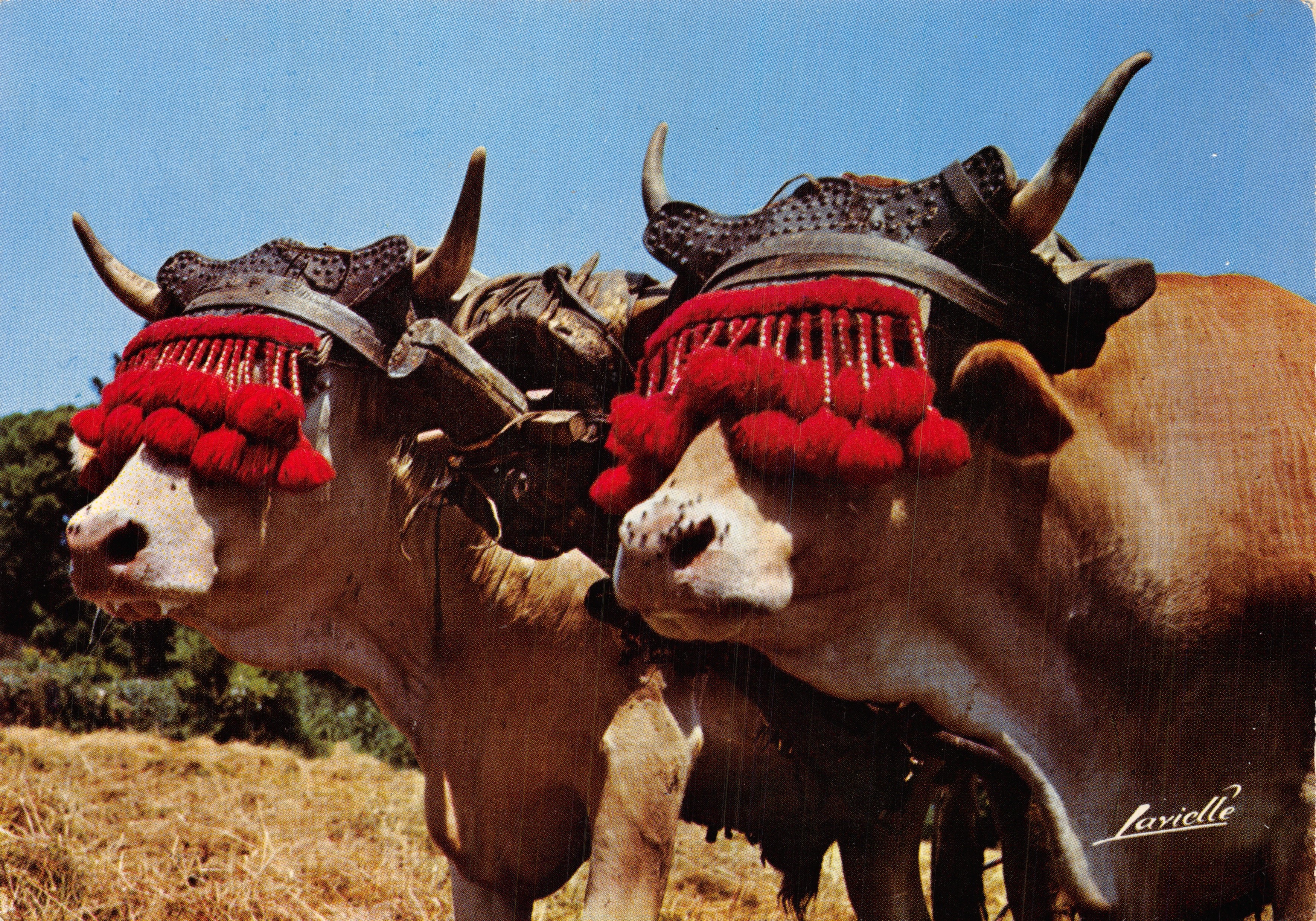 Bœufs au travail — deux bœufs ornés de harnais rouges et de pompons — éditeur LAVIELLE, n° 3.008