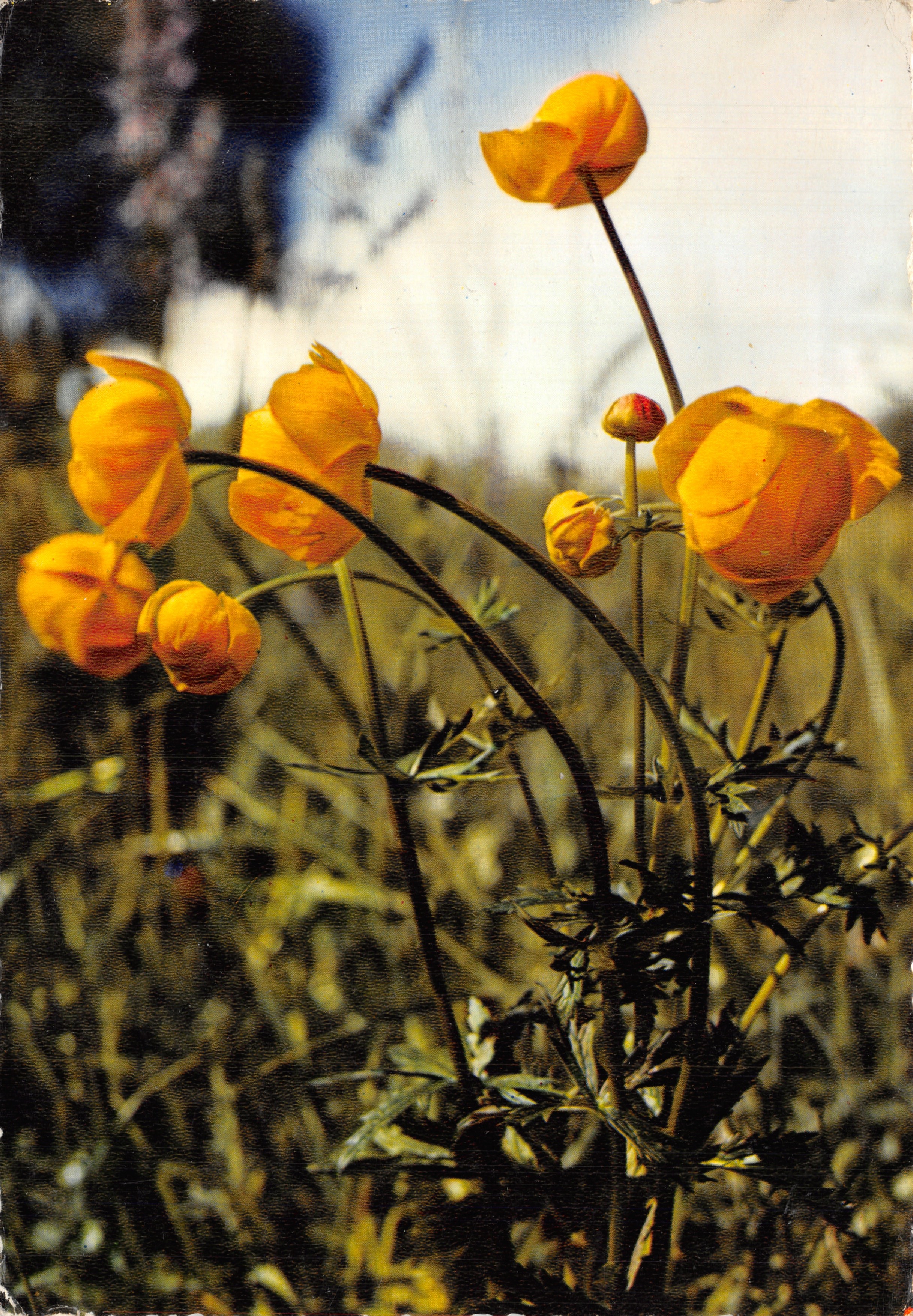 Fleurs de montagne — Trolles (Europaeus) — Imprimeur Combier