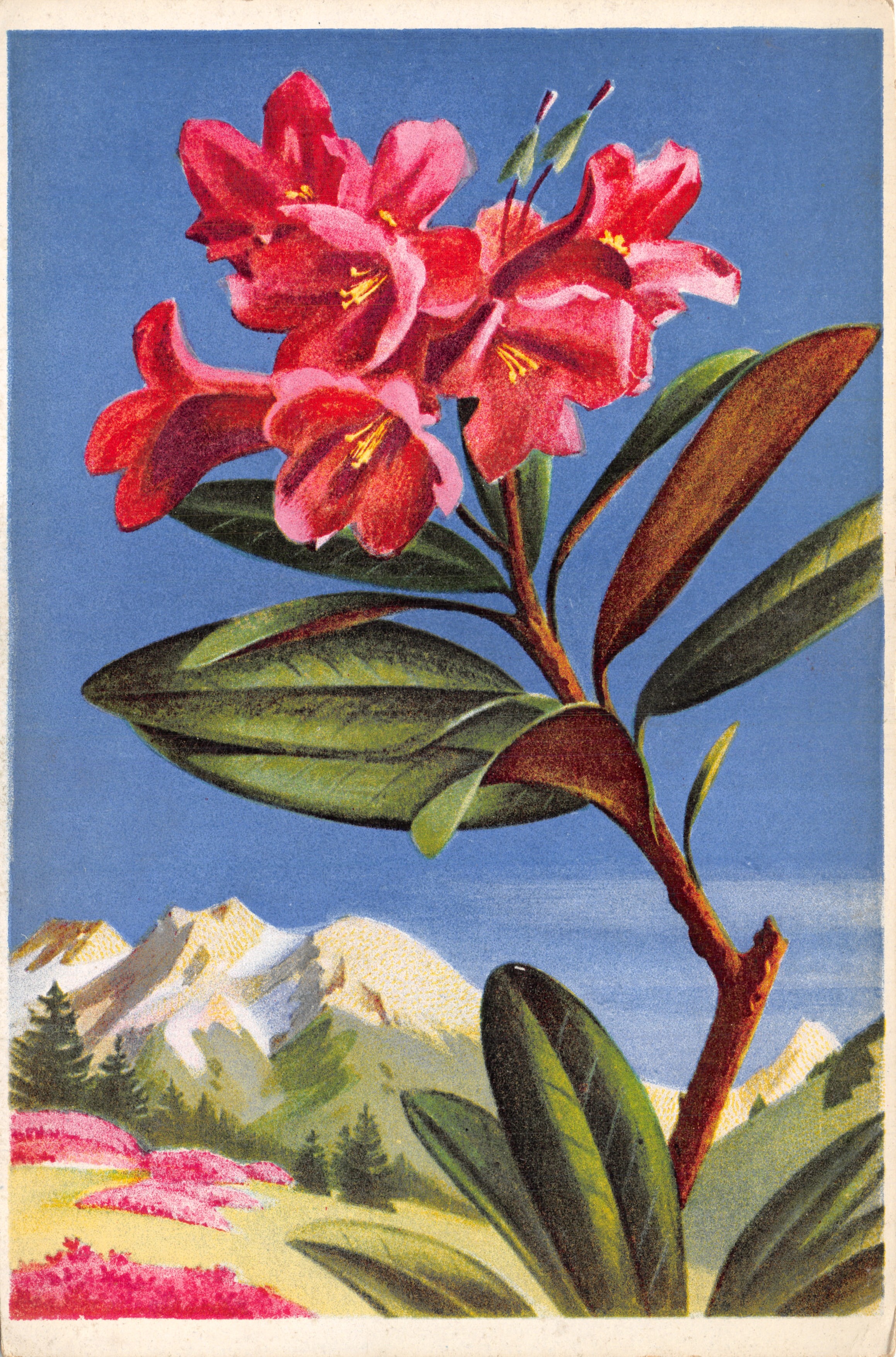 Rhododendron ferrugineum — горная цветок — издатель ADIA, NICE, № 309
