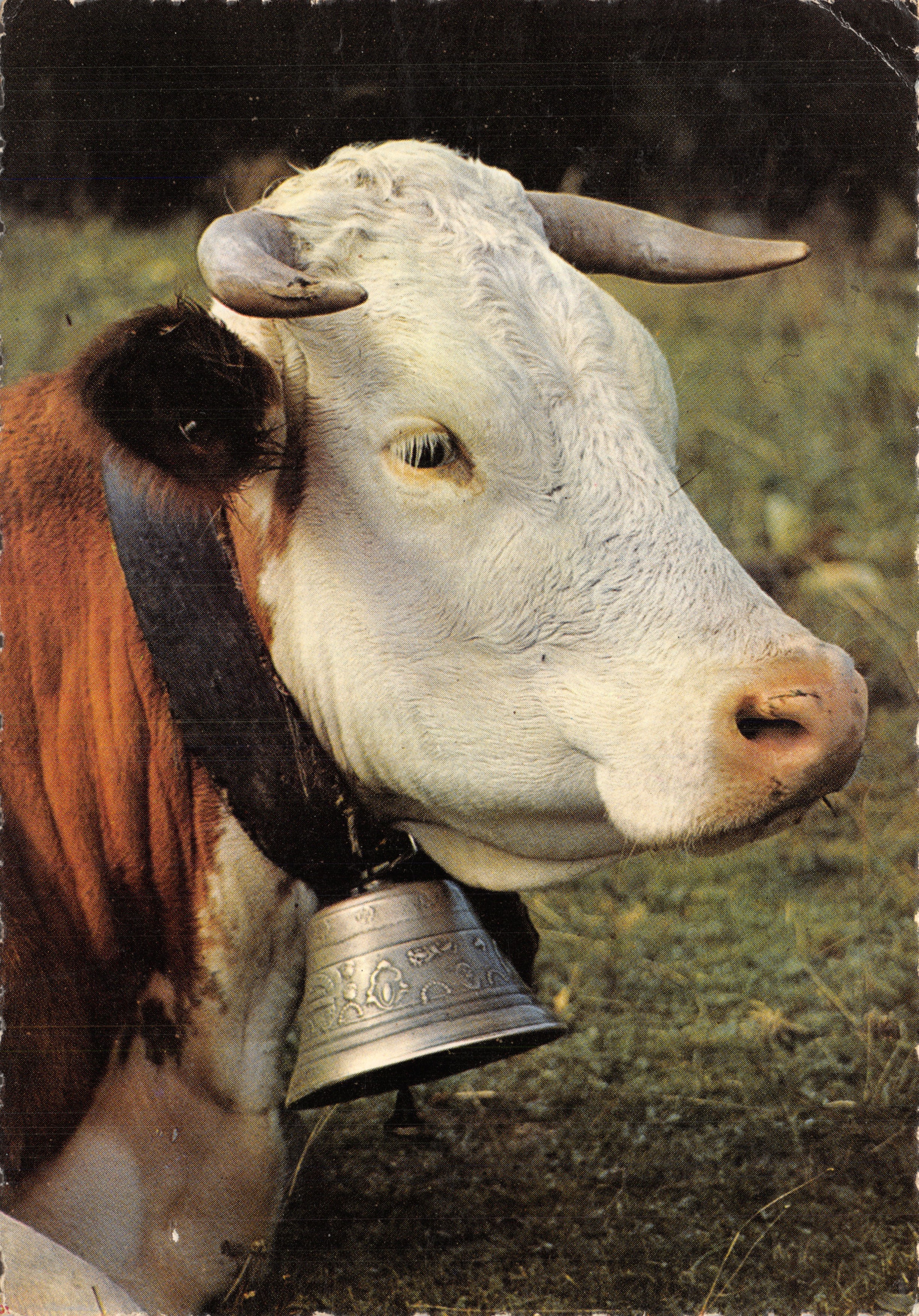 Vaca con campana — Retrato al aire libre — Éditions J. CELLARD - BRON