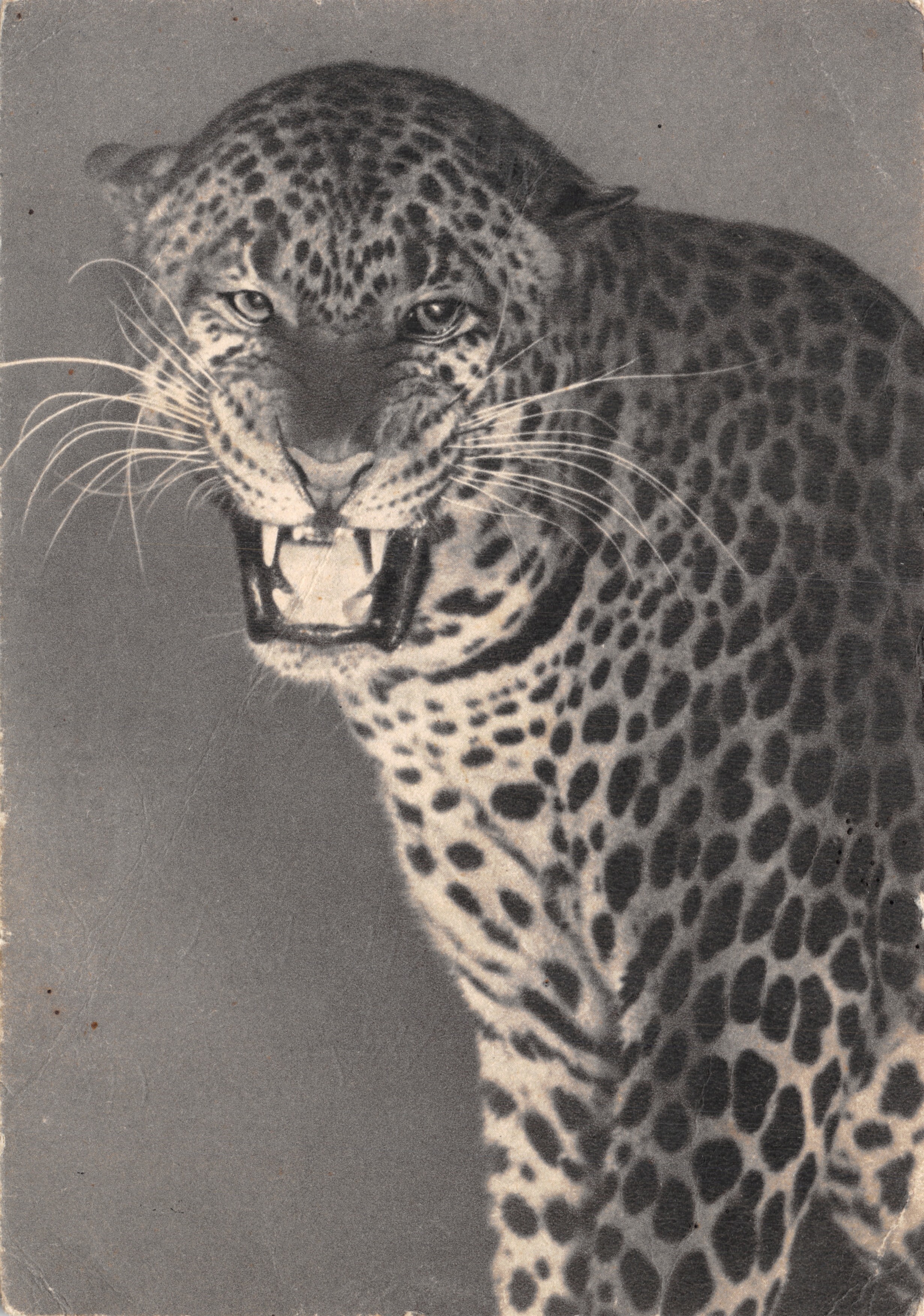 Jaguar — dreigend portret — uitgever Draeger, n°22