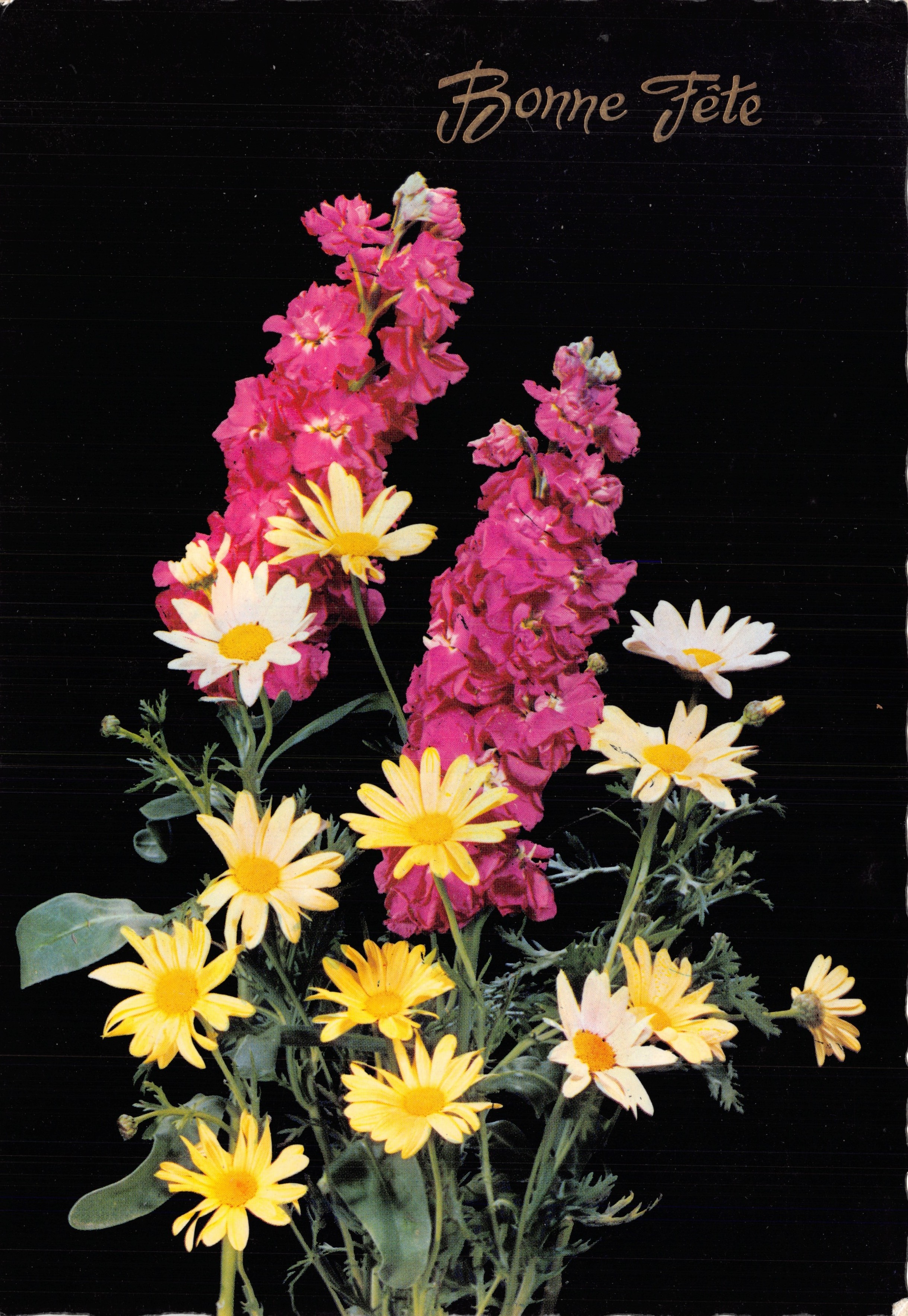 Bouquet van bloemen — gele en roze margrieten, op zwarte achtergrond — M.D. PARIS, Serie N°5430