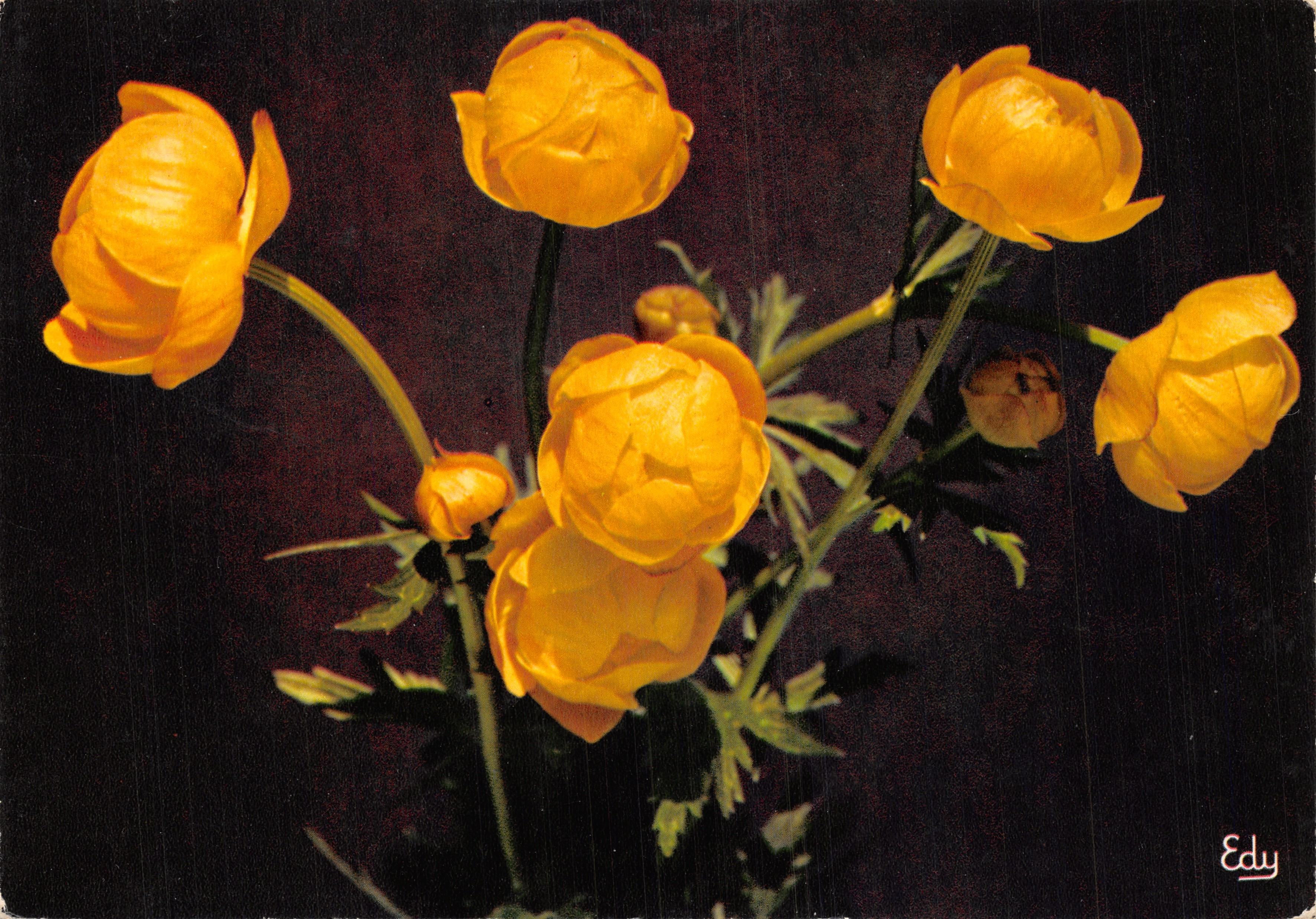 Fiori gialli — TROLLIUS EUROPAEUS — Edizioni « Images de chez nous »