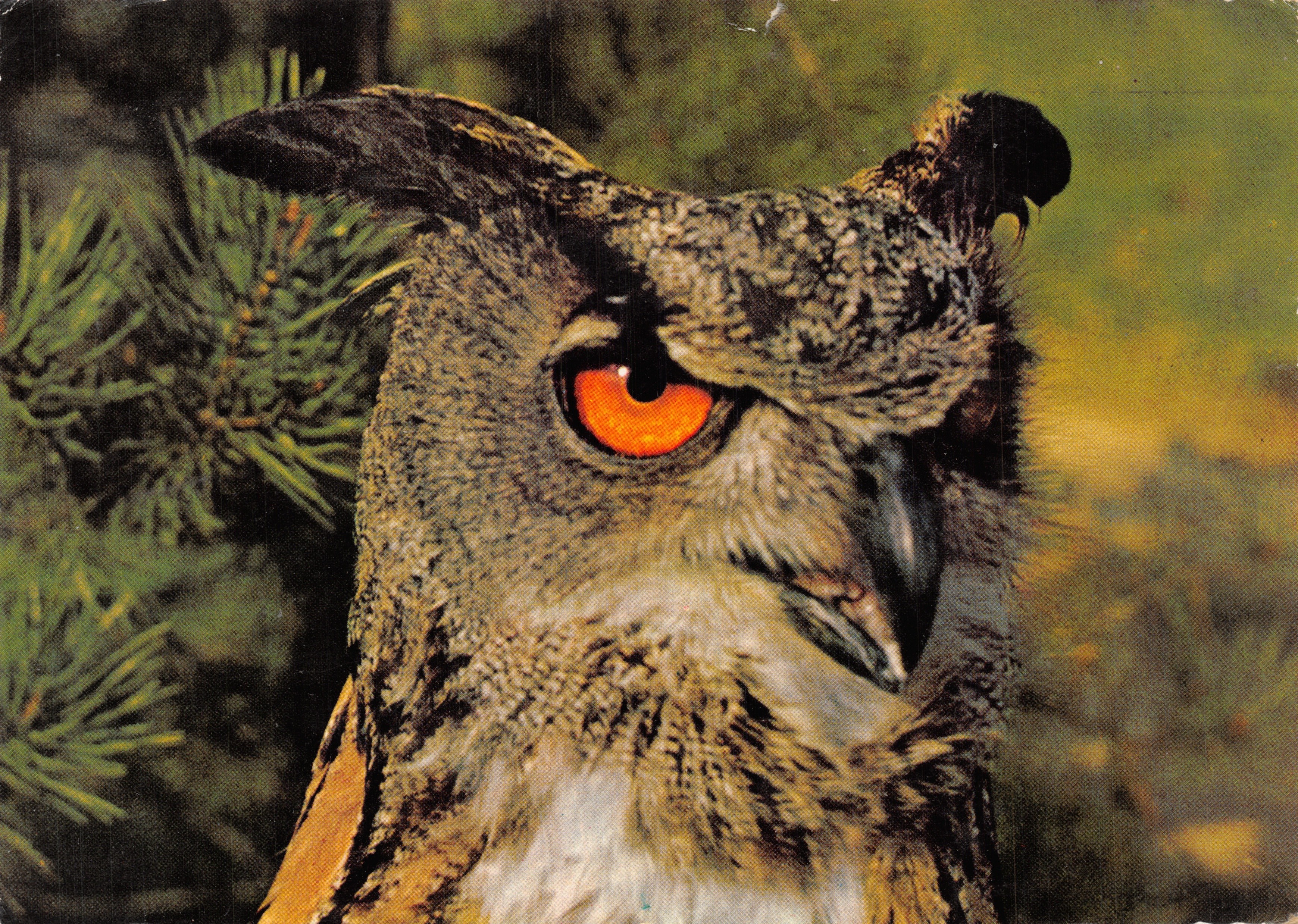 Grote aap (nachtvogel) — portret in het bos — geprint in Zwitserland