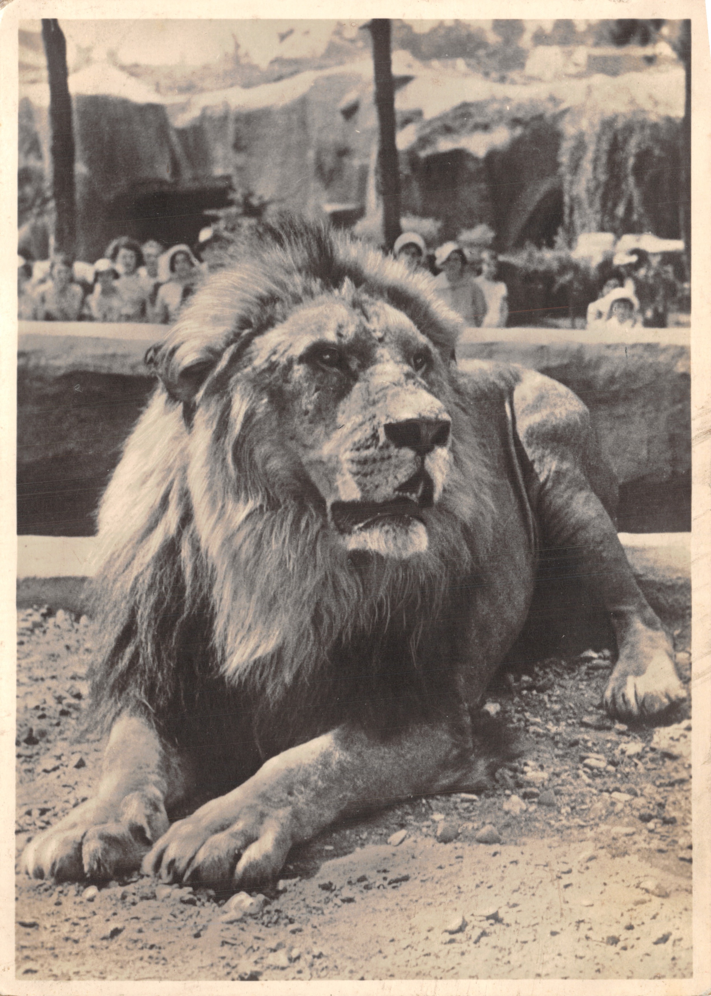 Lion — en enclos avec visiteurs — éditeur non visible