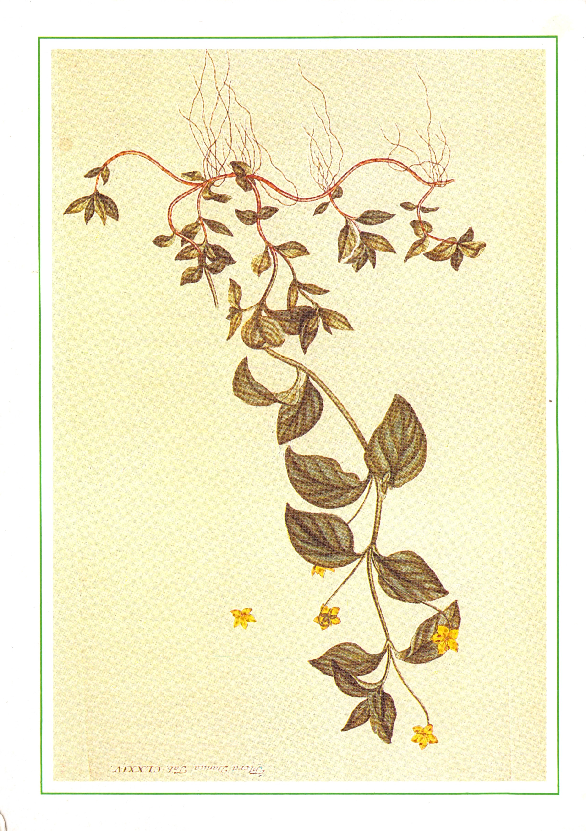 Лазящее растение — ботаническая иллюстрация — Flora Danica • 18C, напечатано на карточке