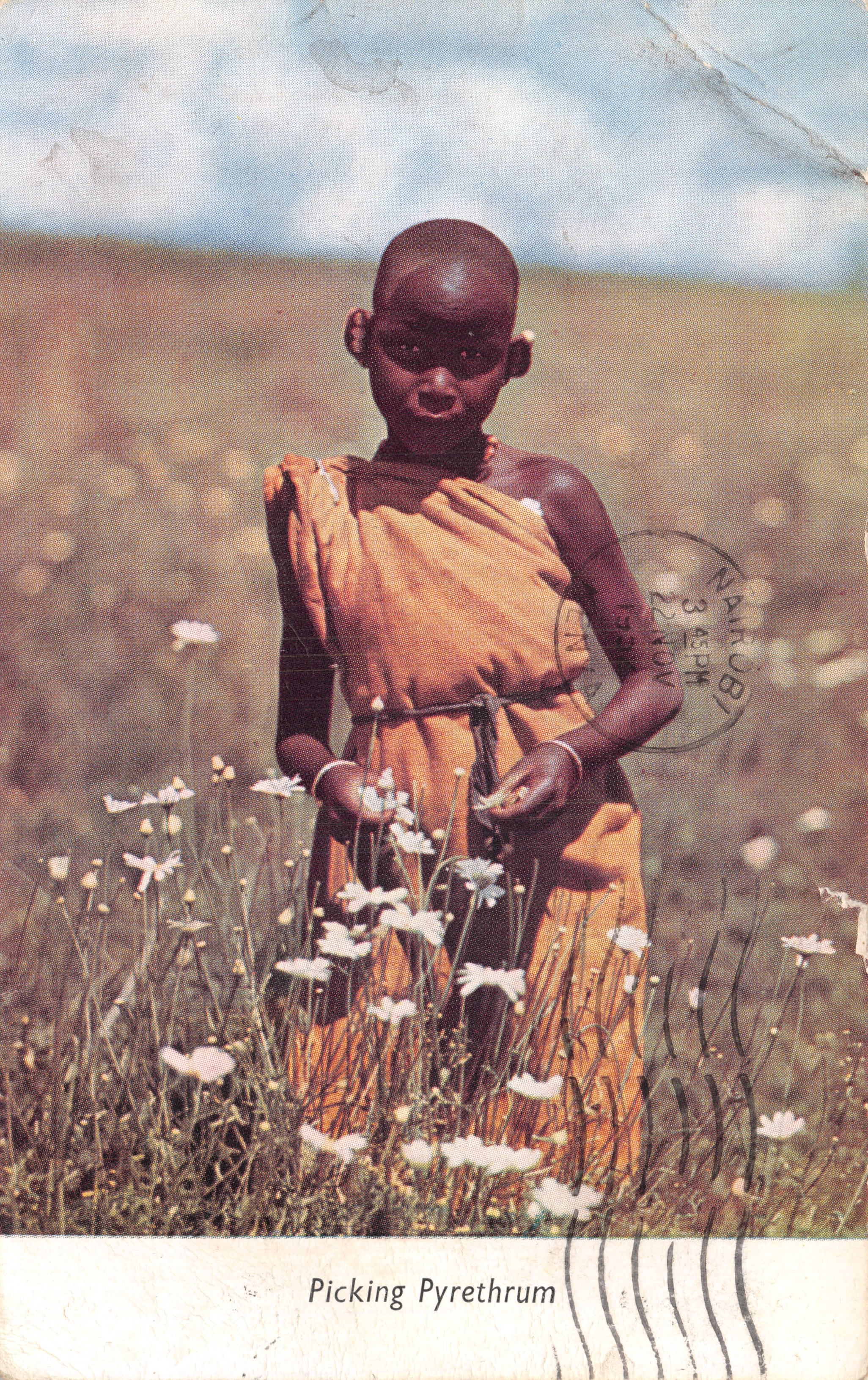 Niño keniano recogiendo pyrethrum — escena rural — editor Peter Hill Postcards, serie E.A. Colour Series No. 25
