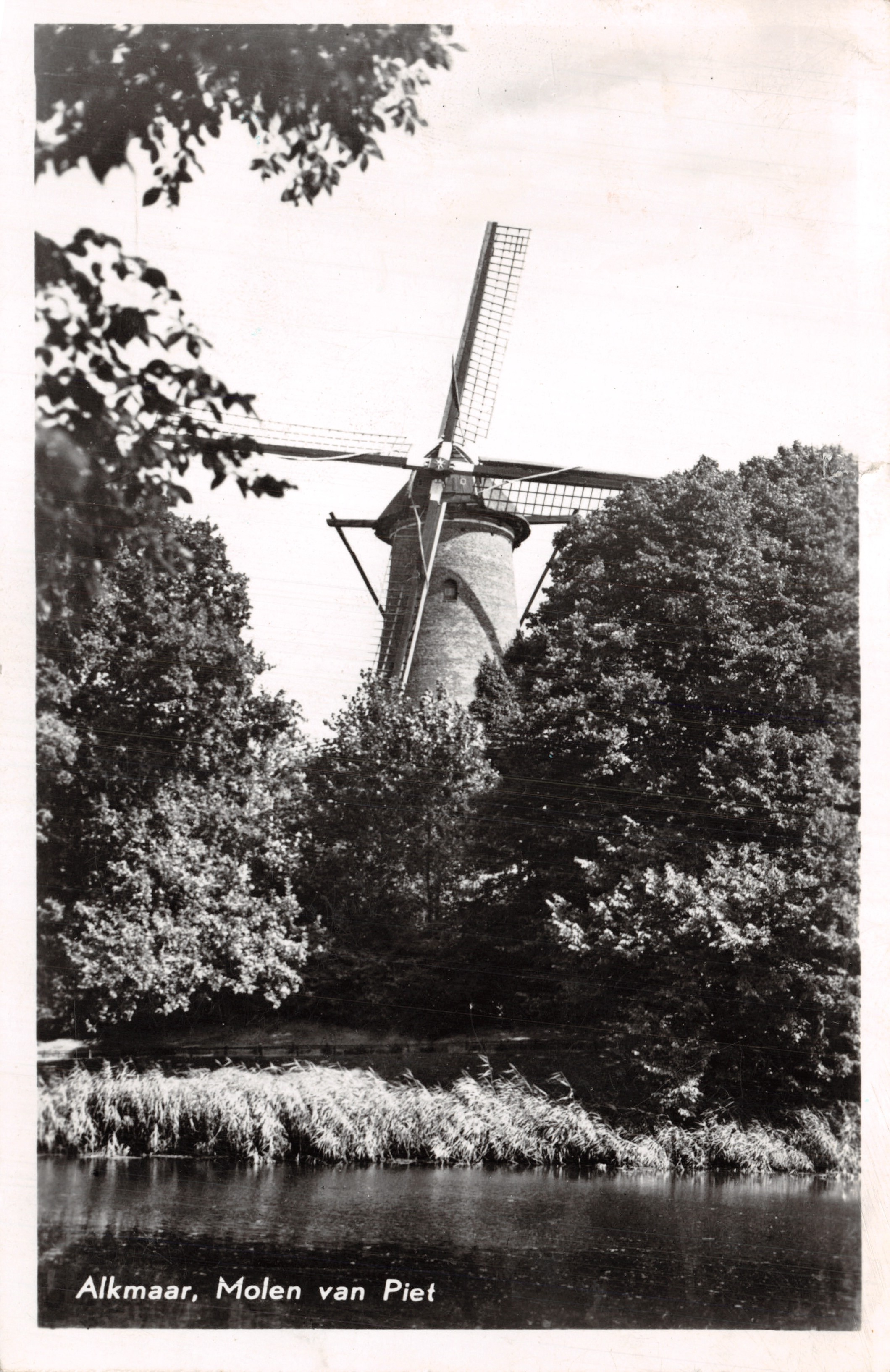 Alkmaar, Molen van Piet — mulino a vento circondato da alberi e da un laghetto, editore Photodrukking Alkmaar, serie 356